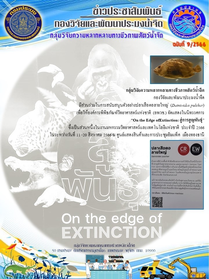 กลุ่มวิจัยความหลากหลายทางชีวภาพสัตว์น้ำจืด กองวิจัยและพัฒนาประมงน้ำจืด มีส่วนร่วมในการสนับสนุนตัวอย่างปลาเสือตอลายใหญ่ (Datnioides pulcher) เพื่อให้องค์การพิพิธภัณฑ์วิทยาศาสตร์แห่งชาติ (อพวช.) จัดแสดงในนิทรรศการ “On the Edge ofExtinction: สู่การสูญพันธุ์”..คลิก