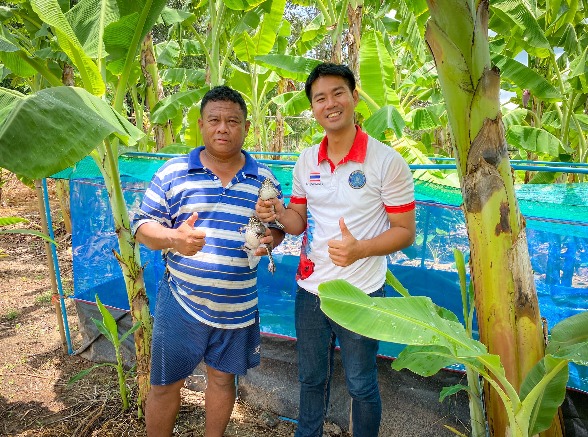 ข่าวประชาสัมพันธ์ประจำวันที่ 28-29 สิงหาคม 2566 ศูนย์วิจัยและพัฒนาการเพาะเลี้ยงสัตว์น้ำจืดศรีสะเกษ ฉบับที่ 77..คลิก