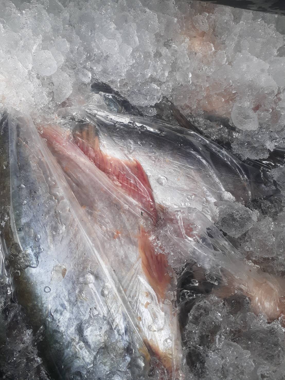 ผลการปฏิบัติงานด่านตรวจประมงสุรินทร์..คลิก