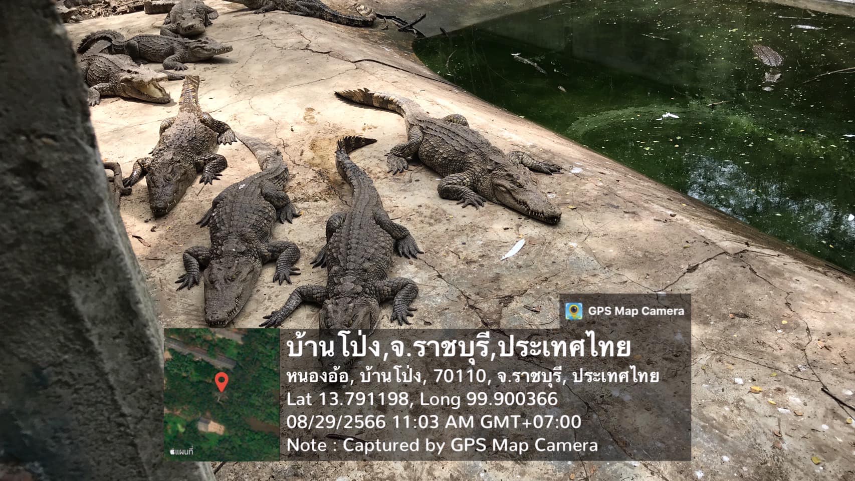 ออกพบปะกลุ่มเกษตรกรผู้เลี้ยงจระเข้ และตรวจฟาร์มจระเข้ประจำปี 2566 พื้นที่อำเภอบ้านโป่ง..คลิก