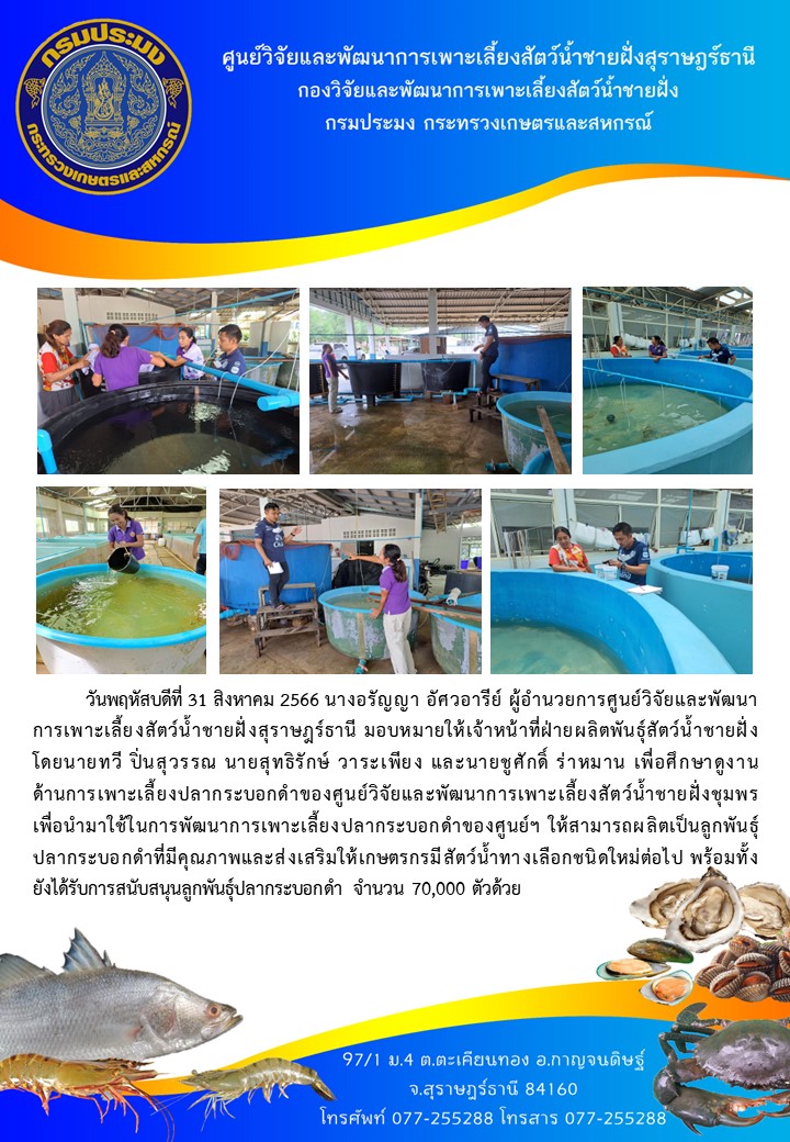 ศึกษาดูงานด้านการเพาะเลี้ยงปลากระบอกดำของศูนย์วิจัยและพัฒนาการเพาะเลี้ยงสัตว์น้ำชายฝั่งชุมพร..คลิก