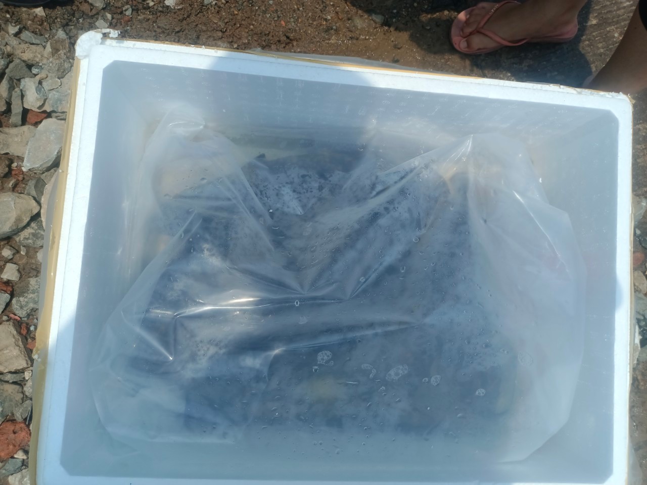 ตรวจสอบสินค้าสัตว์น้ำส่งออกไปยังสาธารณรัฐประชาธิปไตยประชาชนลาว..คลิก