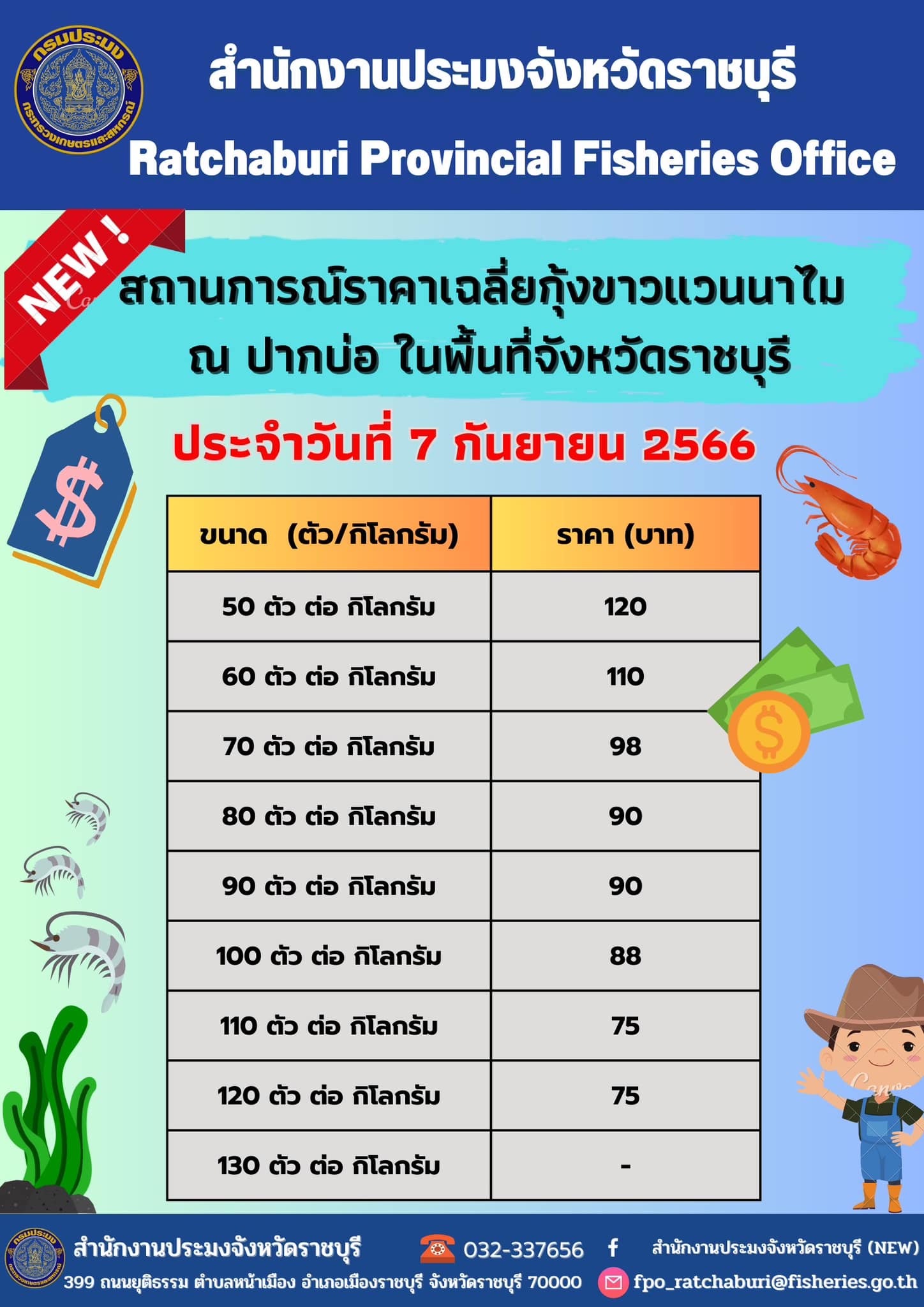 สถานการณ์ราคาเฉลี่ยกุ้งขาวแวนนาไม ณ ปากบ่อ ในพื้นที่จังหวัดราชบุรี ประจำวันที่ 7 กันยายน 2566