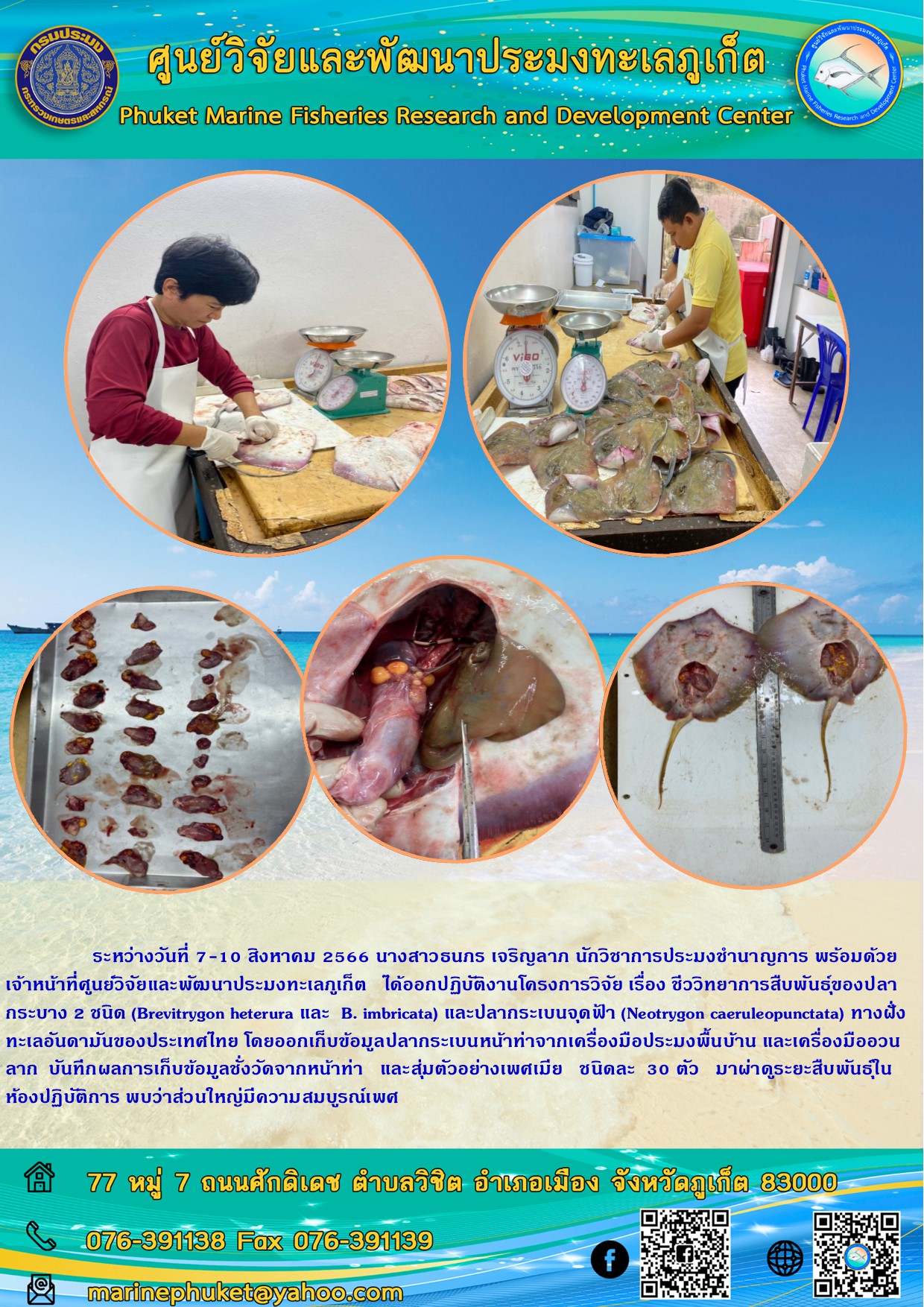 ระหว่างวันที่ 7-10 สิงหาคม 2566 นางสาวธนภร เจริญลาภ นักวิชาการประมงชำนาญการ พร้อมด้วยเจ้าหน้าที่ศูนย์วิจัยและพัฒนาประมงทะเลภูเก็ต ได้ออกปฎิบัติงานโครงการวิจัย เรื่อง ชีววิทยาการสืบพันธ์ของปลากระบาง 2 ชนิด (Brevitrygon heteruta และ B. imbricata) และปลากระเบนจุดฟ้า (Neotrygon caeruleopunctata) ทางฝั่งทะเลอันดามันของประเทศไทย โดยออกเก็บข้อมูลปลากระเบนหน้าท่าจากเครื่องมือประมงพื้นบ้าน และเครื่องมืออวนลาก บันทึกผลการเก็บข้อมูลชั่งวัดจากหน้าท่า และสุ่มตัวอย่างเพศเมีน ชนิดละ 30 ตัว มาผ่าดูระยะสืบพันธุ์ในห้องปฏิบัติการ พบว่าส่วนใหญ่มีความสมบูรณ์เพศ..คลิก
