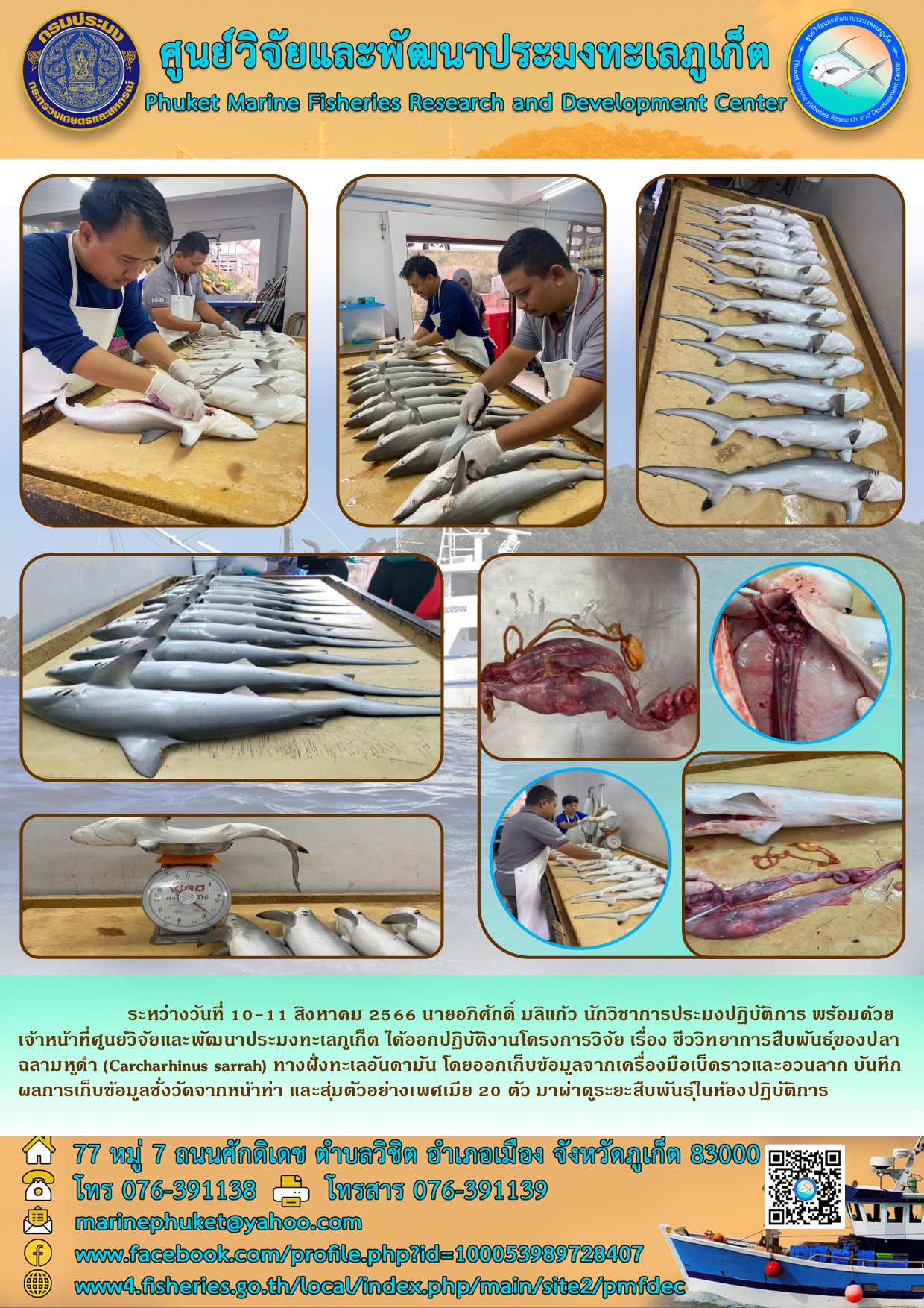 ระหว่างวันที่ 10-11 สิงหาคม 2566 อดิศักดิ์ มลิแก้ว นักวิชาการประมงปฏิบัติการ พร้อมด้วยเจ้าหน้าที่ศูนย์วิจัยและพัฒนาประมงทะเลภูเก็ต ได้ออกฎิบัติงานโครงการวิจัย เรื่อง ชีววิทยาการสืบพันธุ์ของปลาฉลามหูดำ (Carcharhinus sarrah) ทางฝั่งทะเลอันดามัน โดยออกเก็บข้อมูลจากเครื่องมือเบ็ดราวและอวนลาก บันทึกผลการเก็บข้อมูลชั่งวัดจากหน้าทำ และสุ่มตัวอย่างเพศเมีย 20 ตัว มาผ่าดูระยะสืบพันธุ์ในห้องปฏิบัติการ..คลิก