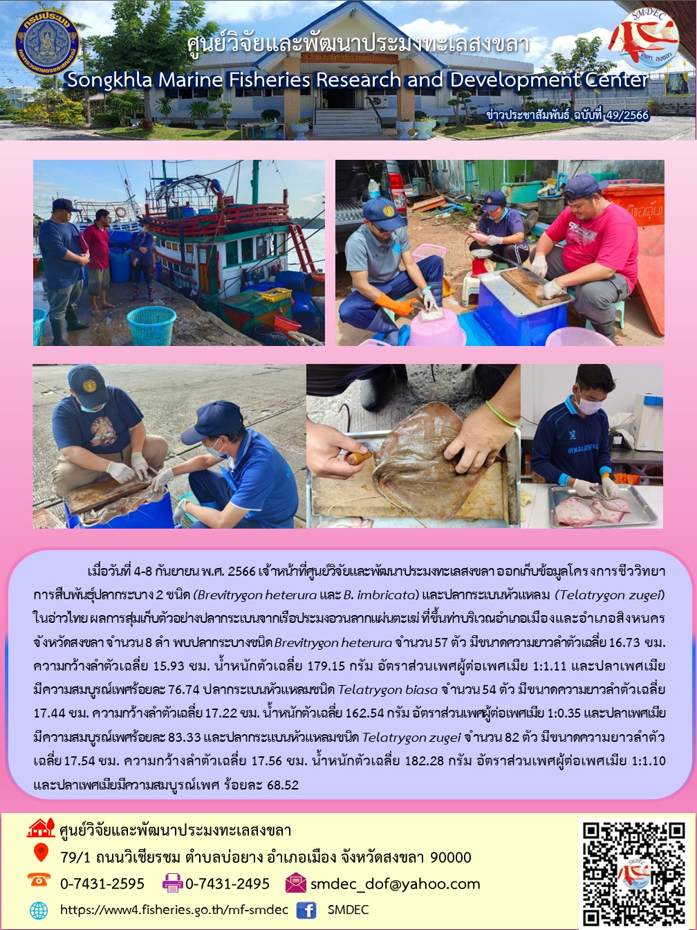 มื่อวันที่ 4-8 กันยายน พ.ศ. 2566 เจ้าหน้าที่ศูนย์วิจัยและพัฒนาประมงทะเลสงขลา ออกเก็บข้อมูลโครงการชีววิทยาการสืบพันธุ์ปลากระบาง 2 ชนิด (Brevitrygon heterura และ B. imbricata) และปลากระเบนหัวแหลม (Telatrygon zugei) ในอ่าวไทย ผลการสุ่มเก็บตัวอย่างปลากระเบนจากเรือประมงอวนลากแผ่นตะเฆ่ ที่ขึ้นท่าบริเวณอำเภอเมืองและอำเภอสิงหนครจังหวัดสงขลา จำนวน 8 ลำ พบปลากระบางชนิด Brevitrygon heterura จำนวน 57 ตัว มีขนาดความยาวลำตัวเฉลี่ย 16.73 ซม. ความกว้างลำตัวเฉลี่ย 15.93 ซม. น้ำหนักตัวเฉลี่ย 179.15 กรัม อัตราส่วนเพศผู้ต่อเพศเมีย 1:1.11 และปลาเพศเมีย..คลิก