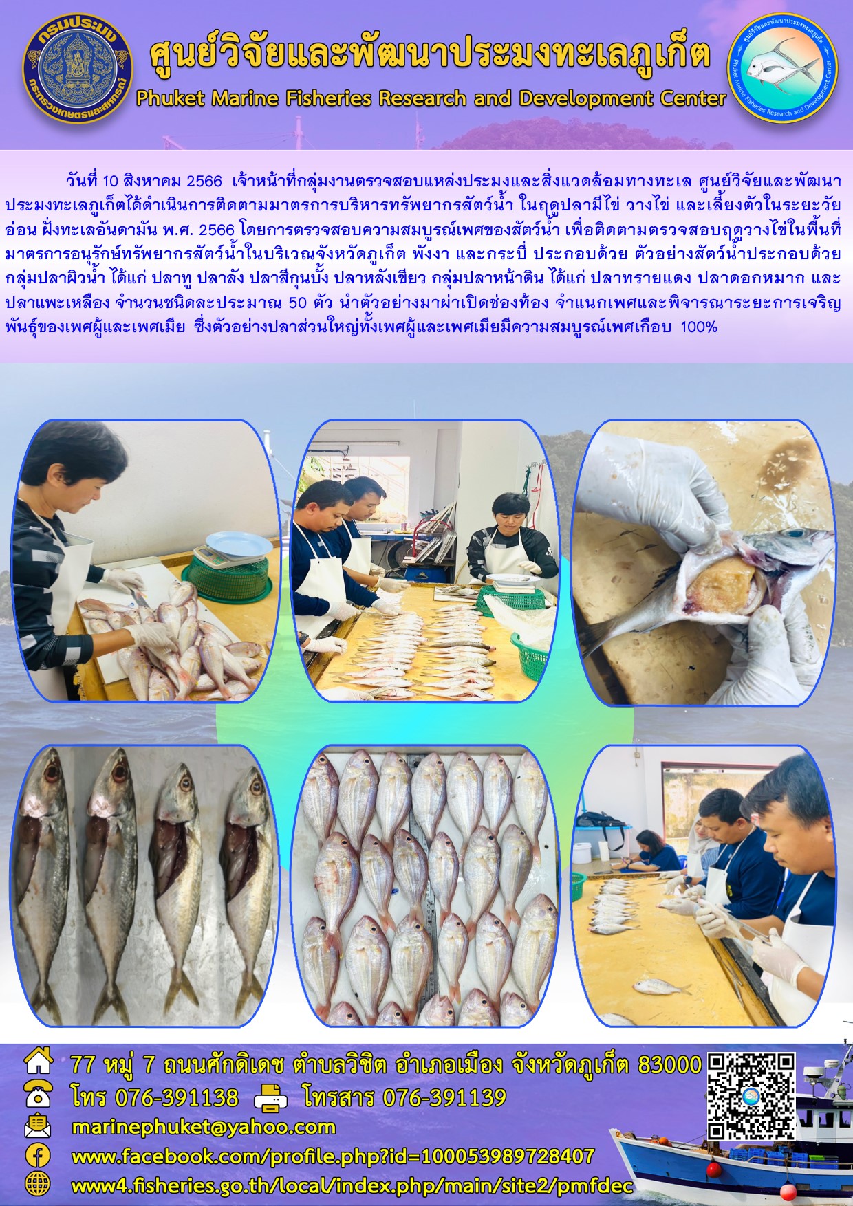 วันที่ 10 สิงหาคม 2566 เจ้าหน้าที่กลุ่มงานตรวจสอบแหล่งประมงและสิ่งแวดล้อมทางทะเล ศูนย์วิจัยและพัฒนาประมงทะเลภูเก็ตได้ดำเนินการติดตามมาตรการบริหารทรัพยากรสัตว์น้ำ ในฤดูปลามีไข่ วางไข่ และเลี้ยงตัวในระยะวัยอ่อน ฝั่งทะเลอันดามัน พ.ศ. 2566 โดยการตรวจสอบความสมบูรณ์เพศของสัตว์น้ำ เพื่อติดตามตรวจสอบฤดูวางไข่ในพื้นที่มาตรการอนุรักษ์ทรัพยากรสัตว์น้ำในบริเวณจังหวัดภูเก็ต พังงา และกระบี่ ประกอบด้วย ตัวอย่างสัตว์น้ำประกอบด้วยกลุ่มปลาผิวน้ำ ได้แก่ ปลาทู ปลาลัง ปลาสีกุนบั้ง ปลาหลังเขียว กลุ่มปลาหน้าดิน ได้แก่ ปลาทรายแดง ปลาดอกหมาก และปลาแพะเหลือง จำนวนชนิดละประมาณ 50 ตัว นำตัวอย่างมาผ่าเปิดช่องท้อง จำแนกเพศและพิจารณาระยะการเจริญพันธุ์ของเพศผู้และเพศเมีย ซึ่งตัวอย่างปลาส่วนใหญ่ทั้งเพศผู้และเพศเมียมีความสมบูรณ์เพศเกือบ 100%..คลิก