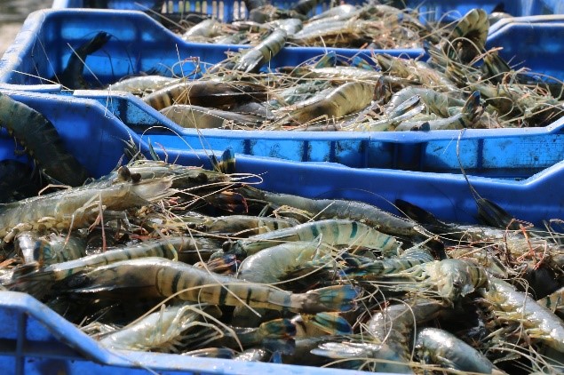 อุตสาหกรรมกุ้งร่วมมือกันสร้างแคมเปญตลาดไร้พรมแดน