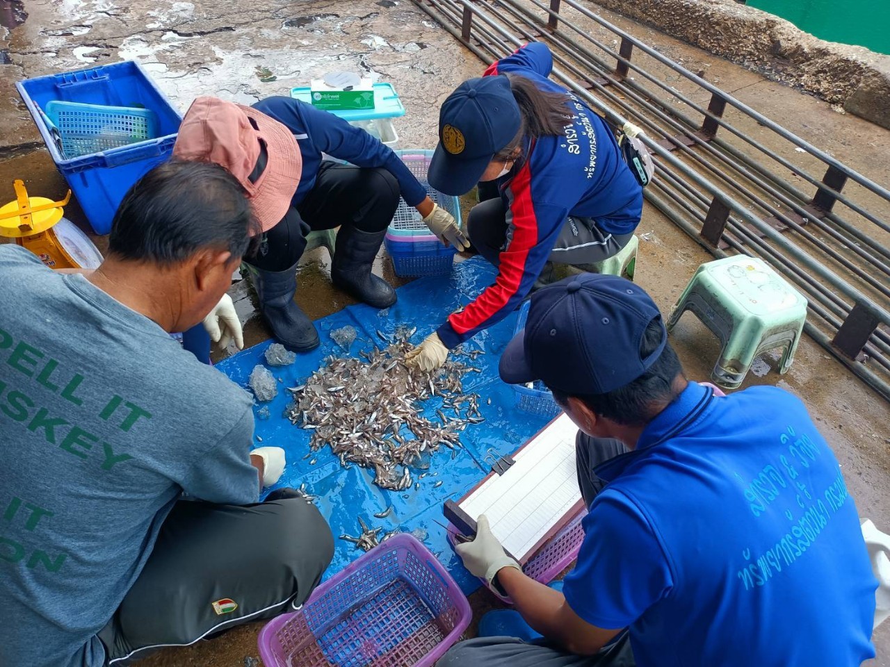  เจ้าหน้าที่ศูนย์วิจัยและพัฒนาประมงทะเลสงขลา ออกปฏิบัติงานเก็บข้อมูลทรัพยากร ประมงจากเรืออวนครอบที่ขึ้นท่าในพื้นที่จังหวัดนครศรีธรรมราช สงขลา และปัตตานี ประจำ เดือนสิงหาคม 2566 โดยเก็บรวบรวมข้อมูลจากเรืออวนครอบปลากะตัก..คลิก