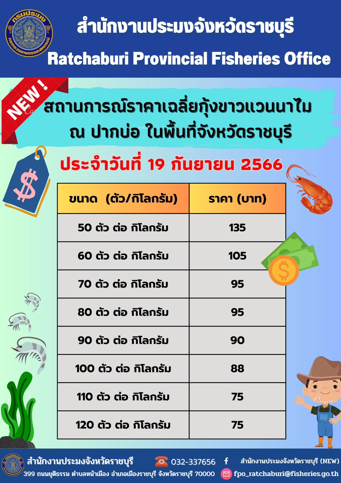 สถานการณ์ราคาเฉลี่ยกุ้งขาวแวนนาไม ณ ปากบ่อ ในพื้นที่จังหวัดราชบุรี ประจำวันที่ 19 กันยายน 2566