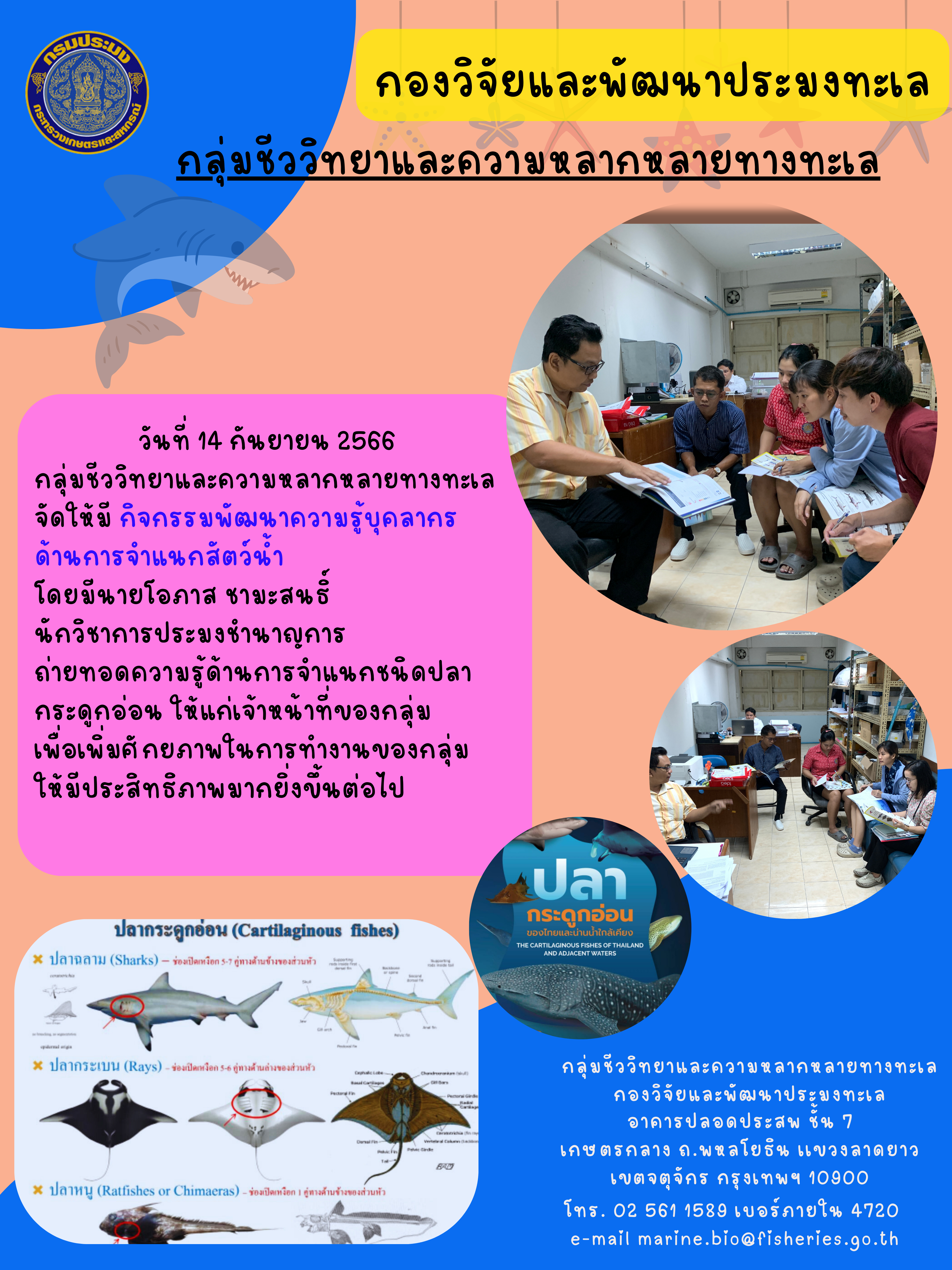 วันที่ 14 กันยายน 2566 กลุ่มชีววิทยาและความหลากหลายทางทะเล จัดให้มีกิจกรรมพัฒนาความรู้บุคลากรด้านการจำแนกสัตว์น้ำ โดยมีนายโอภาส ชามะสนธิ์ นักวิชาการประมงชำนาญการ ถ่ายทอดความรู้ด้านการจำแนกชนิดปลากระดูกอ่อน ให้แก่เจ้าหน้าที่ของกลุ่มเพื่อเพิ่มศักยภาพในการทำงานของกลุ่มให้มีประสิทธิภาพมากยิ่งขึ้นต่อไป..คลิก