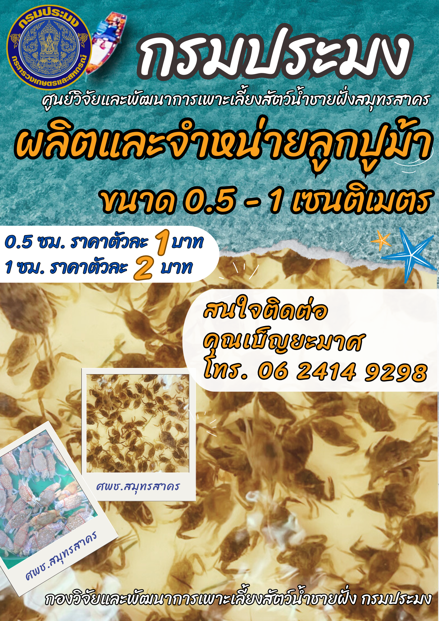 จำหน่ายลูกพันธุ์ปูม้า..คลิก