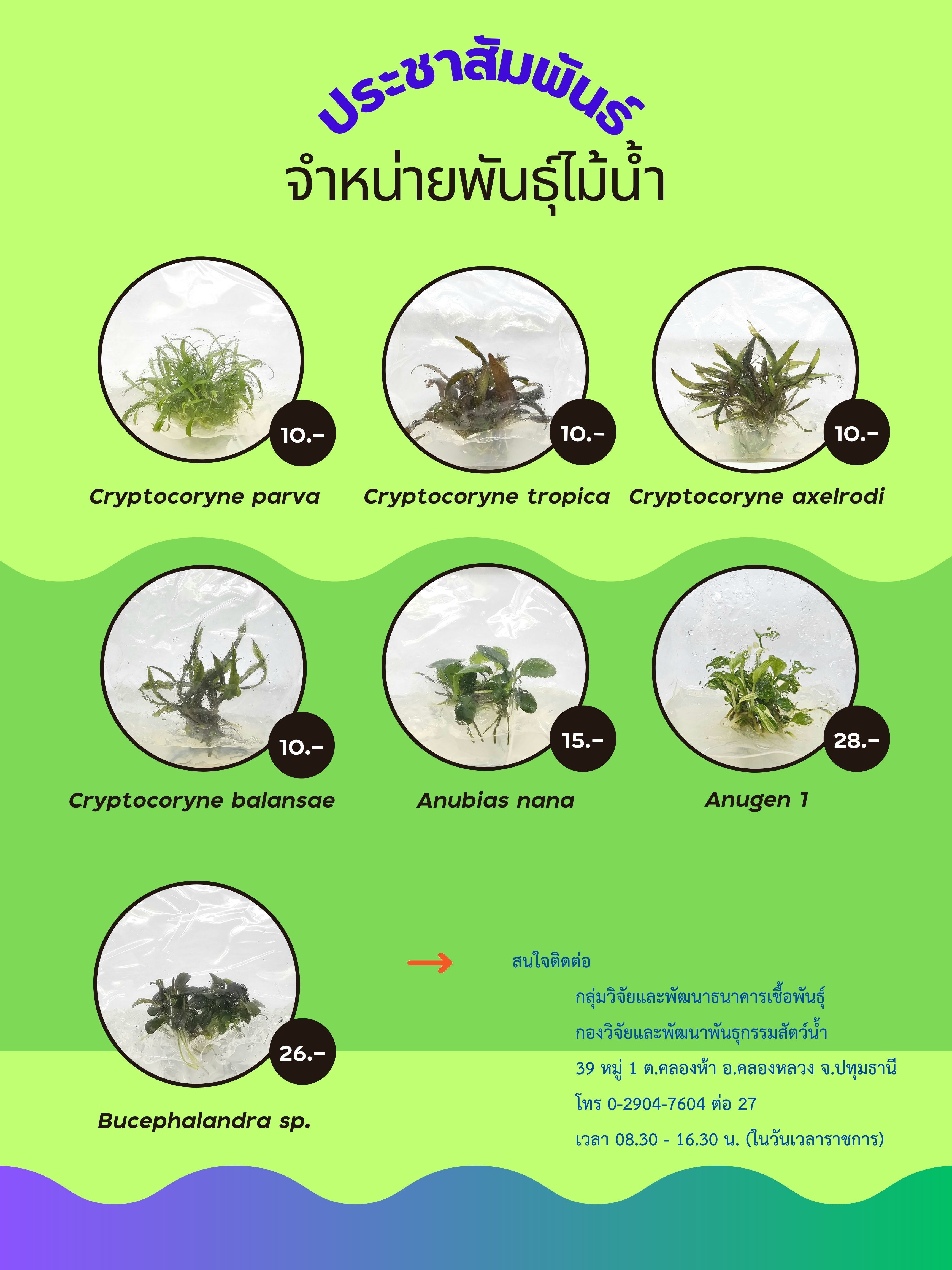 ประชาสัมพันธุ์จำหน่ายพันธุ์ไม้น้ำ..คลิก