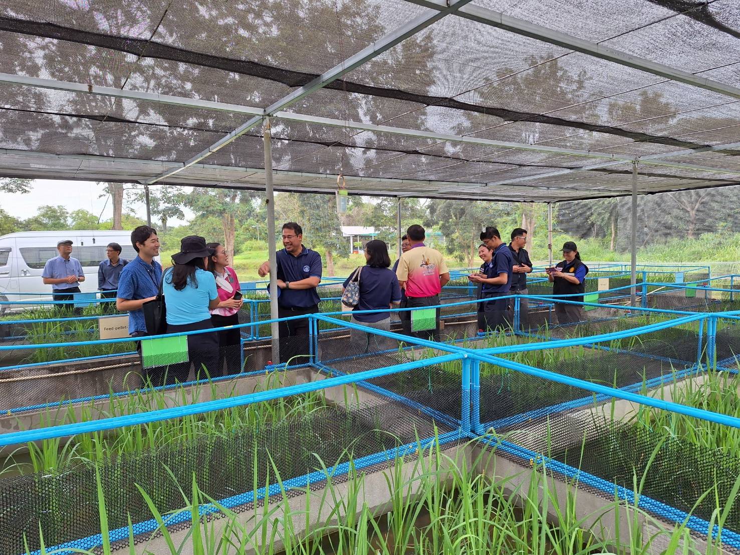 ประมงอุบล ร่วมประชุมเชิงปฏิบัติการ Sustainable Production and Propagation of Small Indigenous Species (SIS)(JIRCAS-UBU)..คลิก