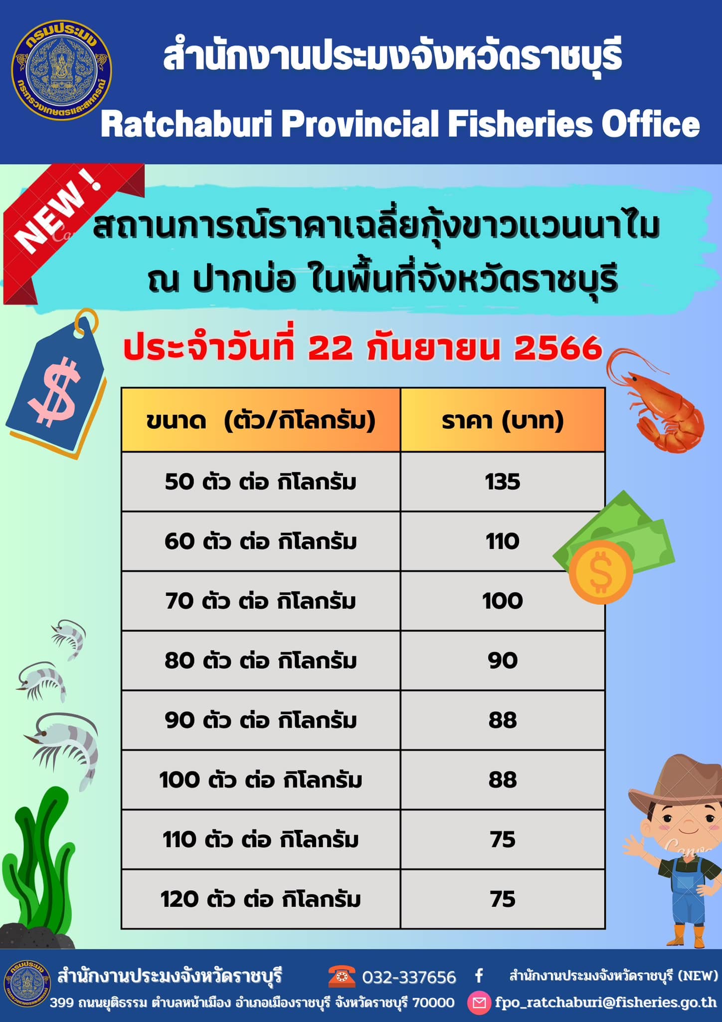 สถานการณ์ราคาเฉลี่ยกุ้งขาวแวนนาไม ณ ปากบ่อ ในพื้นที่จังหวัดราชบุรี ประจำวันที่ 22 กันยายน 2566