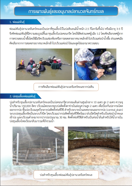 การเพาะพันธุ์และอนุบาลปลานวลจันทร์ทะเล