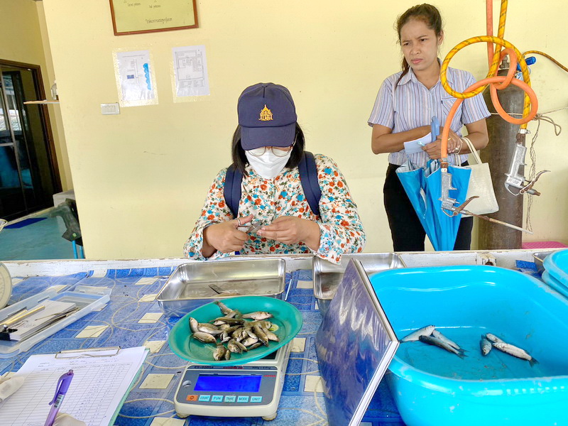 สำรวจการระบาดของปลาหมอสีคางดำ พื้นที่อำเภอระโนด จังหวัดสงขลา..คลิก