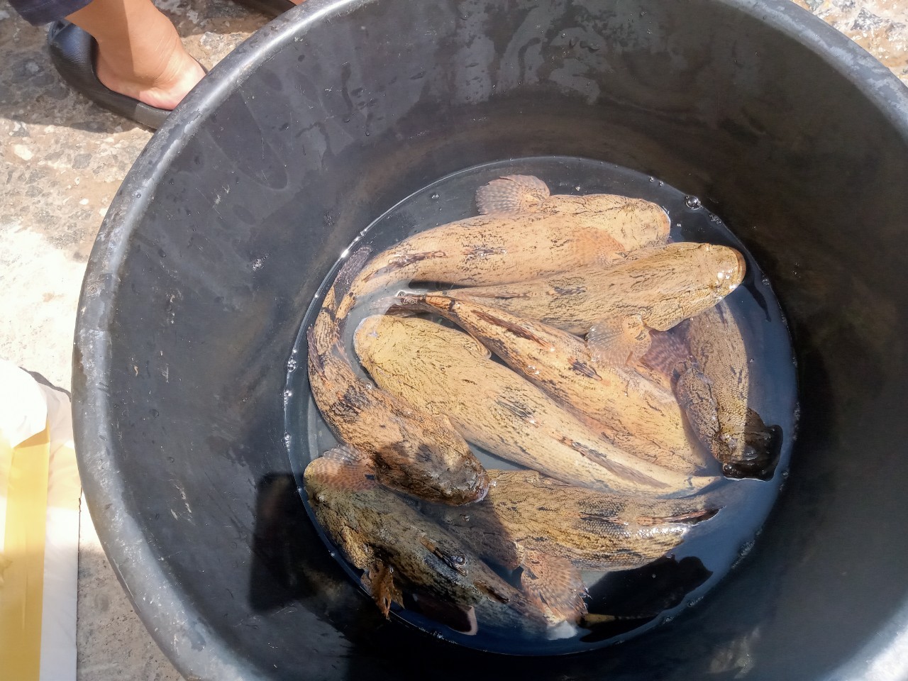 ตรวจสินค้าประมงส่งออกไปยังสาธารณรัฐประชาธิปไตยประชาชนลาว และสาธารณรัฐแห่งสหภาพเมียนมาร์..คลิก