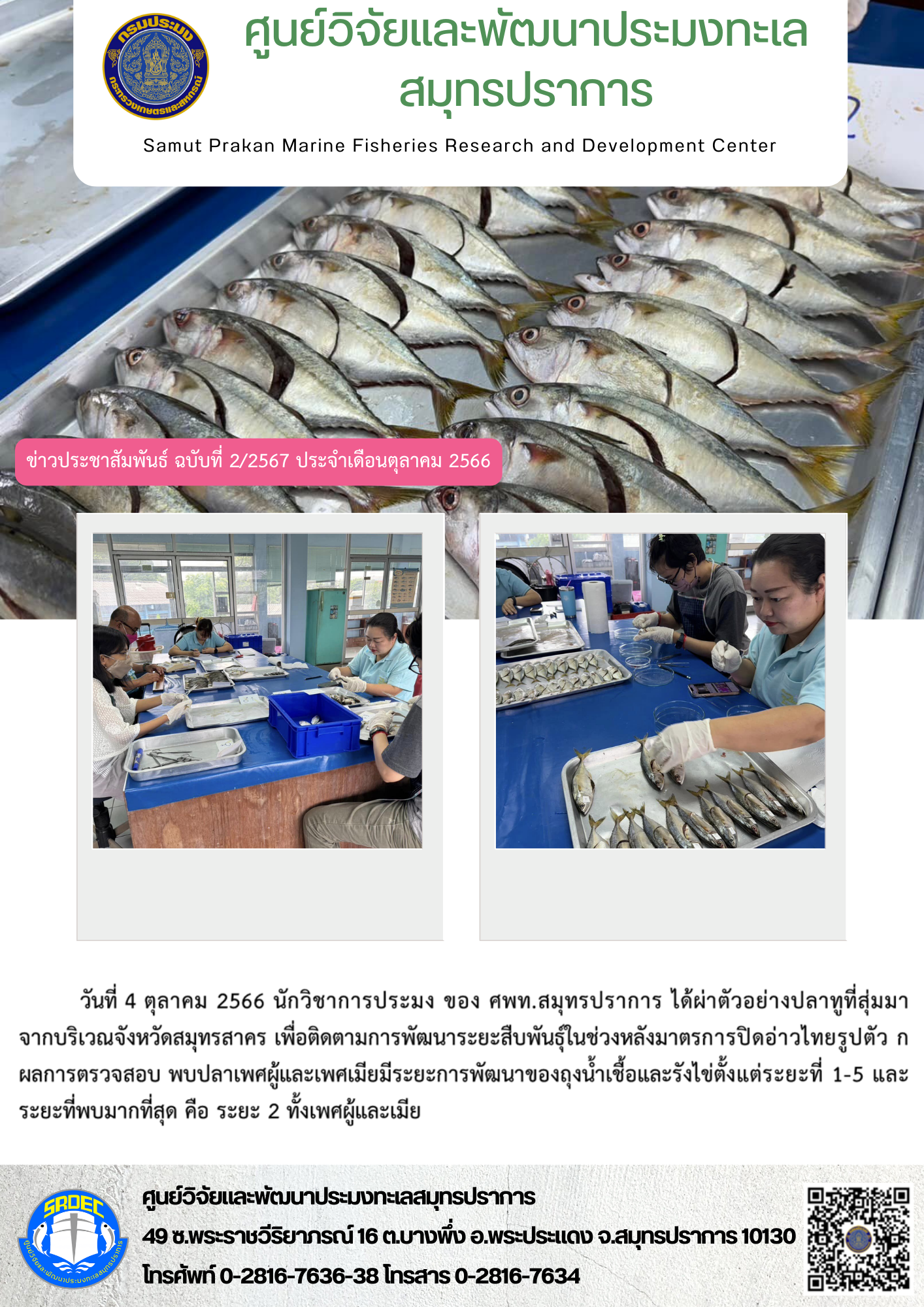 นักวิชาการประมง ของ ศพท.สมุทรปราการ ได้ผ่าตัวอย่างปลาทูที่สุ่มมาจากบริเวณจังหวัดสมุทรสาคร เพื่อติดตามการพัฒนาระยะสืบพันธุ์ในช่วงหลังมาตรการปิดอ่าวไทยรูปตัว ก..คลิก