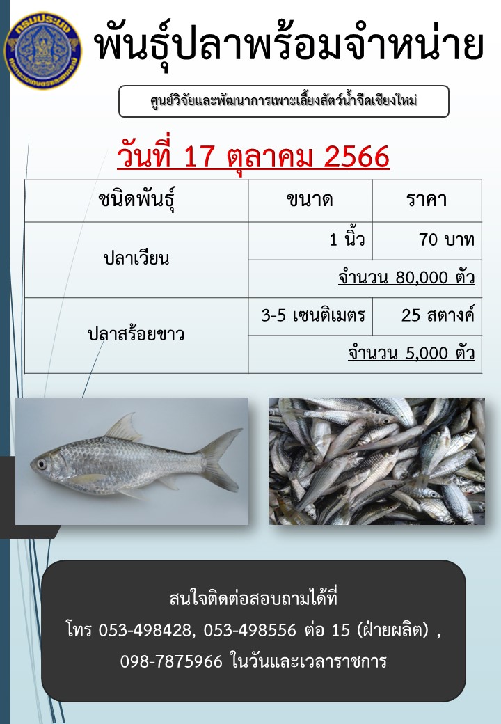พันธุ์ปลาพร้อมจำหน่าย วันที่ 17 ตุลาคม 2566