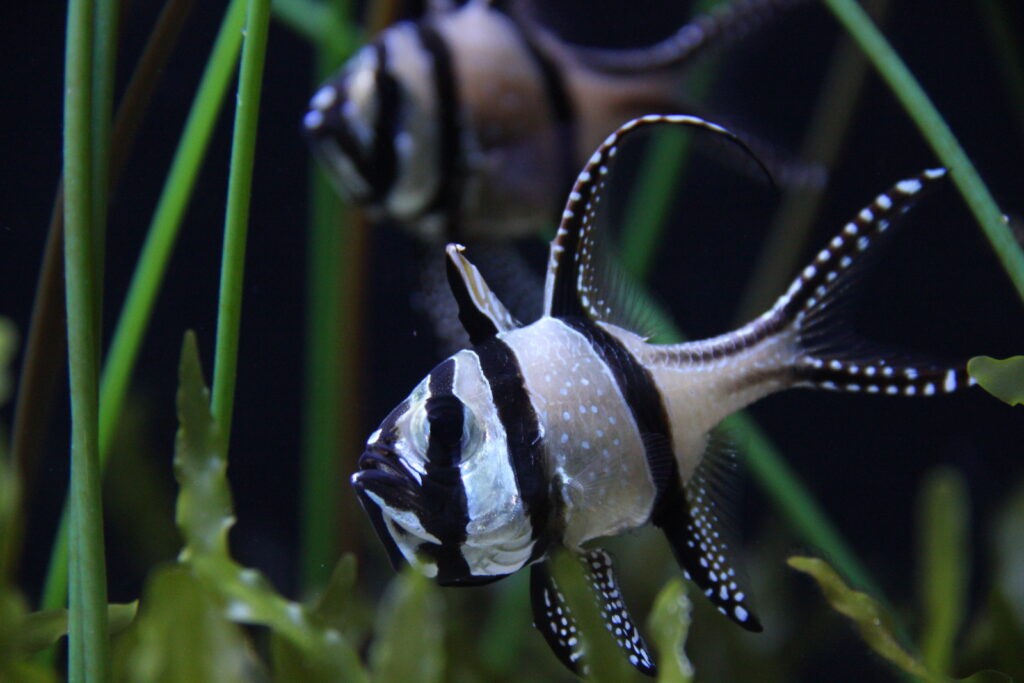 การออกมาตรการห้ามนำเข้าส่งออกปลาอมไข่ (Banggai Cardinalfish) ของ National Oceanic and Atmospheric Administration (NOAA)