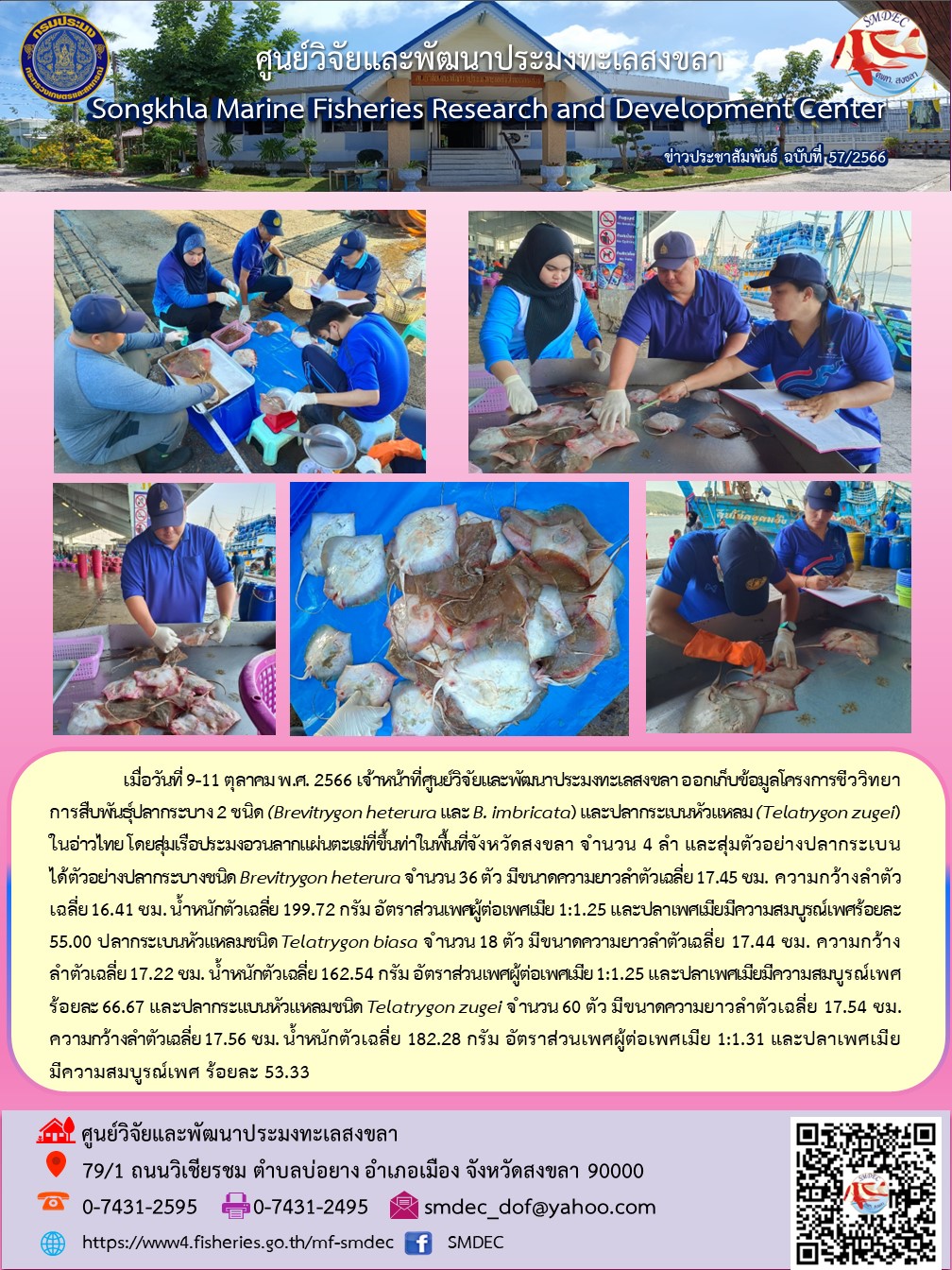 เมื่อวันที่ 9-11 ตุลาคม 2566 เจ้าหน้าที่ศูนย์วิจัยและพัฒนาประมงทะเลสงขลา ออกเก็บข้อมูลโครงการชีววิทยาการสืบพันธุ์ปลากระบาง 2 ชนิด (Brevitrygon heterura และ B. imbricata) และปลากระเบนหัวแหลม (Telatrygon zugei) ในอ่าวไทย โดยสุ่มเรือประมงอวนลากแผ่นตะเฆ่ที่ขึ้นท่าในพื้นที่จังหวัดสงขลา จำนวน 4 ลำ และสุ่มตัวอย่าง ปลากระเบน ได้ตัวอย่างปลากระบางชนิด Brevitrygon heterura จำนวน 36 มีขนาด ความยาวลำตัวเฉลี่ย 17.45 ซม. ความกว้างลำตัว เฉลี่ย 16.41. ซม. น้ำหนักตัวเฉลี่ย 199.72 กรัม อัตราส่วนเพศผู้ต่อเพศเมีย 1:1.25 และปลาเพศเมียมีความสมบูรณ์เพศร้อยละ 55.00 ปลากระเบนหัวแหลมชนิด Telatrygon biasa จำนวน 18 ตัว ฯลฯ..คลิก