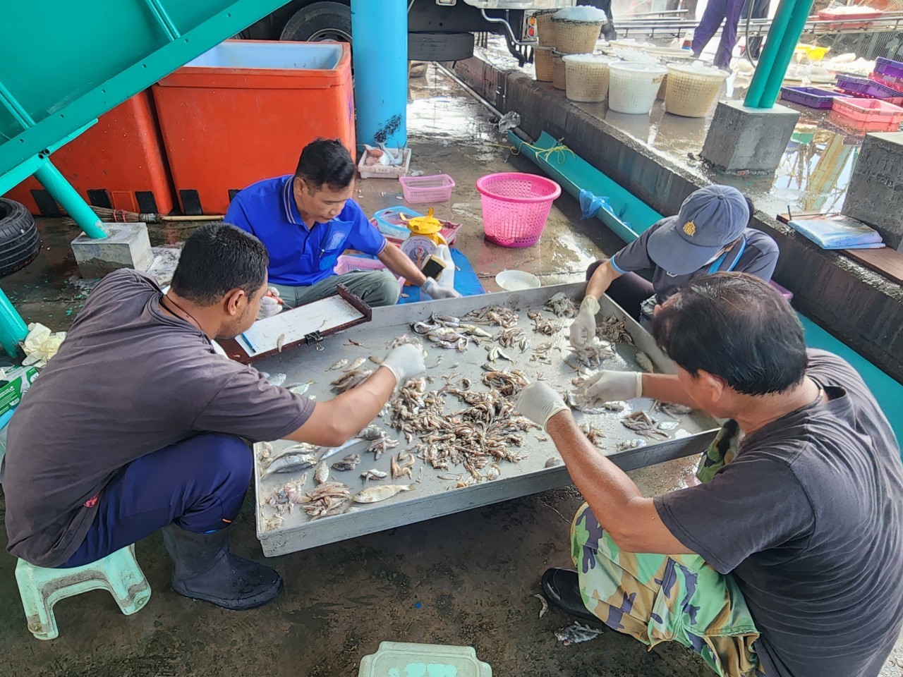 เจ้าหน้าที่ศูนย์วิจัยและพัฒนาประมงทะเลสงขลา ออกปฏิบัติงานเก็บรวบรวมข้อมูลทรัพยากรประมงจากเรืออวนลากที่ขึ้นท่าในพื้นที่จังหวัดนครศรีธรรมราช และสงขลา ประจำเดือนกันยายน 2566 โดยเก็บข้อมูลจากเรืออวนลาก 3 กลุ่ม..คลิก
