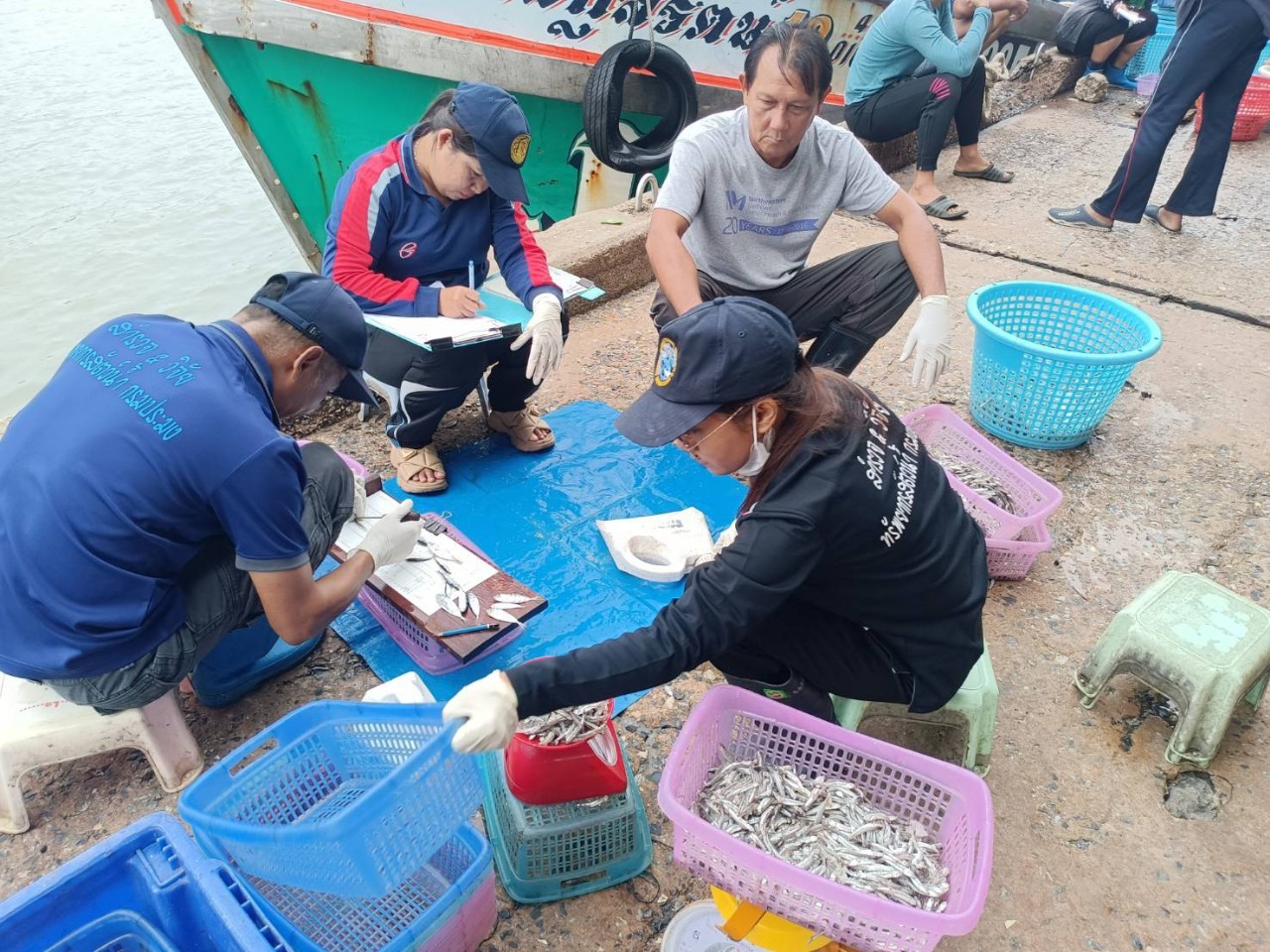    เจ้าหน้าที่ศูนย์วิจัยและพัฒนาประมงทะเลสงขลา ออกปฏิบัติงานเก็บข้อมูลทรัพยากร ประมงจากเรืออวนครอบที่ขึ้นท่าในพื้นที่จังหวัดนครศรีธรรมราช สงขลา และปัตตานี ประจำ เดือนกันยายน 2566 โดยเก็บรวบรวมข้อมูลจากเรืออวนครอบปลากะตัก จำนวน 4 ลำ และเรือ อวนครอบหมึก จำนวน 8..คลิก
