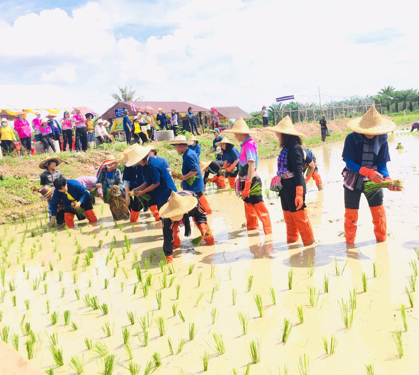 ประมงจังหวัดพัทลุง เข้าร่วมงานโครงการภายใต้ภารกิจของ ศูนย์บริการและถ่ายทอดเทคโนโลยีการเกษตรประจำตำบลเขาเจียก (กิจกรรมการขับเคลื่อนปรัชญาเศรษฐกิจพอเพียง ในพื้นที่ตำบลเขาเจียกอย่างเป็นรูปธรรม “ศาสตร์พระราชา คืนชีวี สามัคคี ประเพณีลงแขก)..คลิก