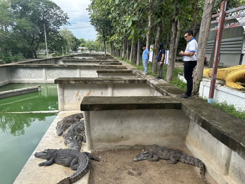 ตรวจสอบความแข็งแรงของบ่อเลี้ยงจระเข้ และรับคำขอการแจ้งเปลี่ยนจำนวนจระเข้..คลิก