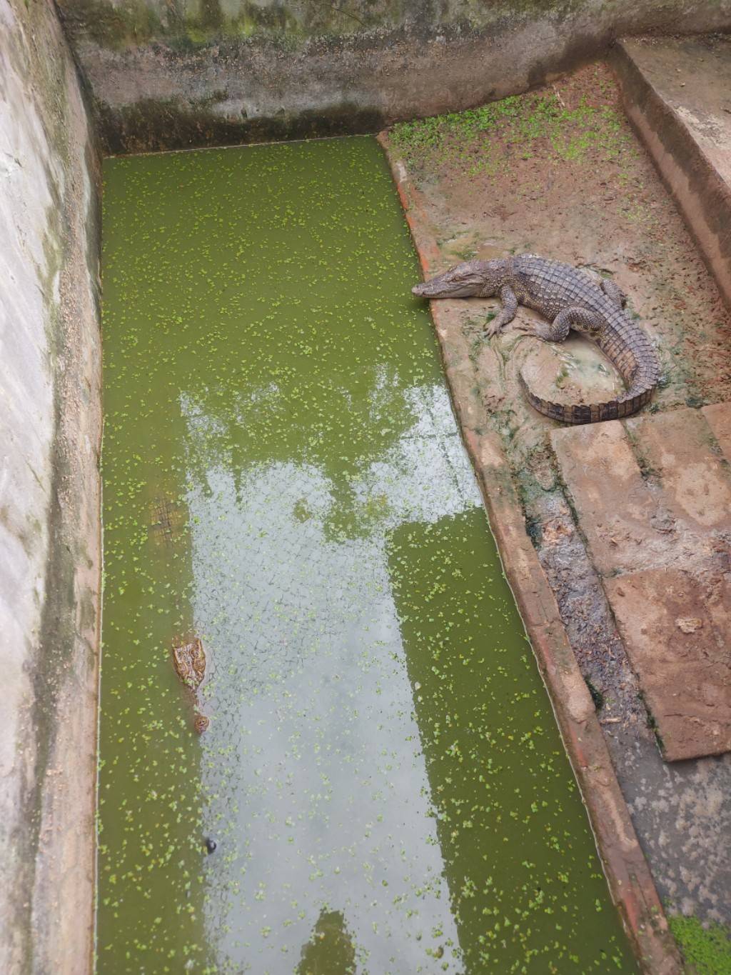 นายสมภาร วังคีรี ประมงอำเภอเมืองหนองบัวลำภู ตรวจติดตามฟาร์มจระเข้ ในพื้นที่อำเภอเมืองหนองบัวลำภู จำนวน 1 ฟาร์ม จระเข้ยังอยู่ครบ จำนวน 2 ตัว และได้รับอนุญาตการเลี้ยงถูกต้อง..คลิก