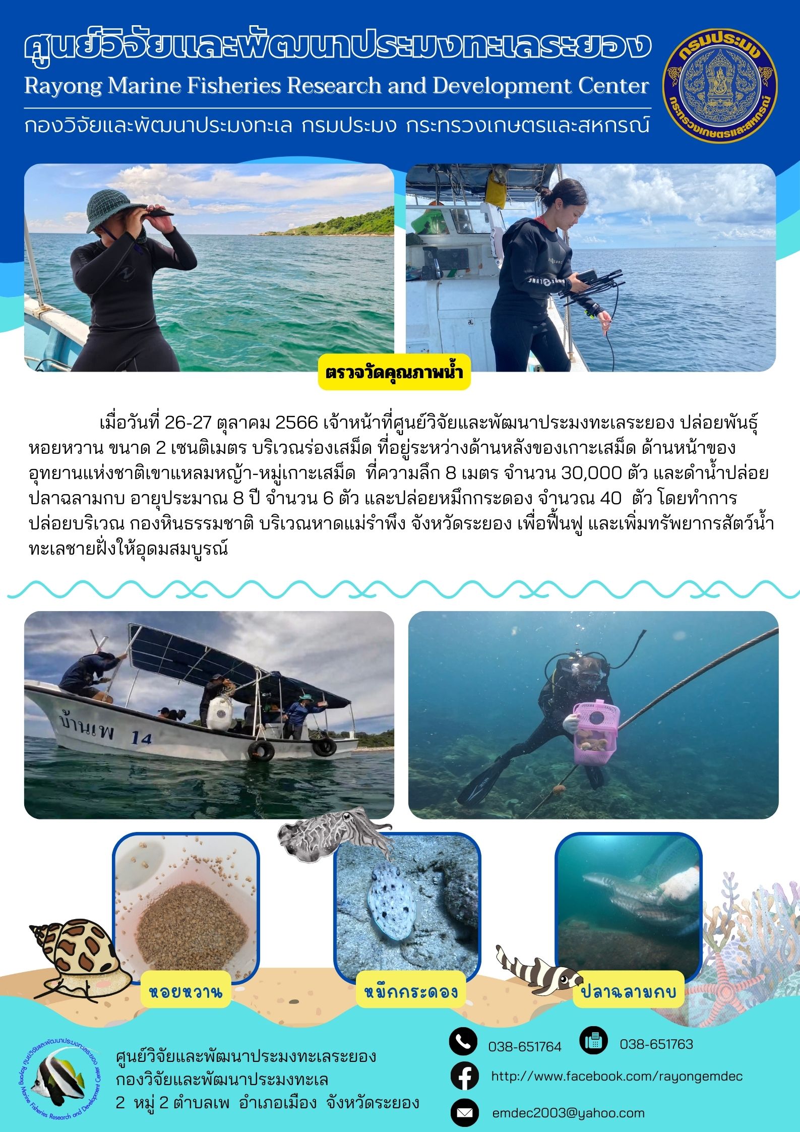 เมื่อวันที่ 26-27 ตุลาคม 2566 เจ้าหน้าที่ศูนย์วิจัยและพัฒนาประมงทะเลระยอง ปล่อยพันธุ์หอยหวาน ขนาด 2 เซนติเมตร บริเวณร่องเสม็ด ที่อยู่ระหว่างด้านหลังของเกาะเสม็ด ด้านหน้าของอุทยานแห่งชาติเขาแหลมหญ้า-หมู่เกาะเสม็ด ที่ความลึก 8 เมตร จำนวน 30,000 ตัว และดำน้ำปล่อยปลาฉลามกบ อายุประมาณ 8 ปี จำนวน 6 ตัว และหมึกกระดอง จำนวน 40 ตัว โดยทำการปล่อยบริเวณ กองหินธรรมชาติ บริเวณหาดแม่รำพึง จังหวัดระยอง เพื่อฟื้นฟู และเพิ่มทรัพยากรสัตว์น้ำทะเลชายฝั่งให้อุดมสมบูรณ์..คลิก