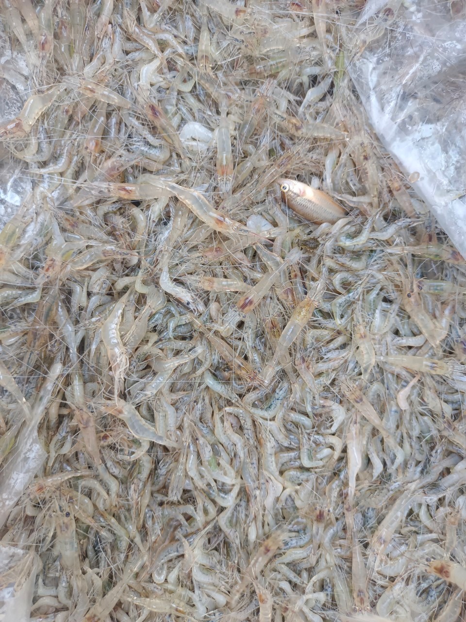 เจ้าหน้าที่ศูนย์บริหารจัดการด่านตรวจประมงเขต1 (เชียงราย) ตรวจสอบสินค้าประมงส่งออกไปยังสาธารณรัฐประชาธิปไตยประชาชนลาว..คลิก