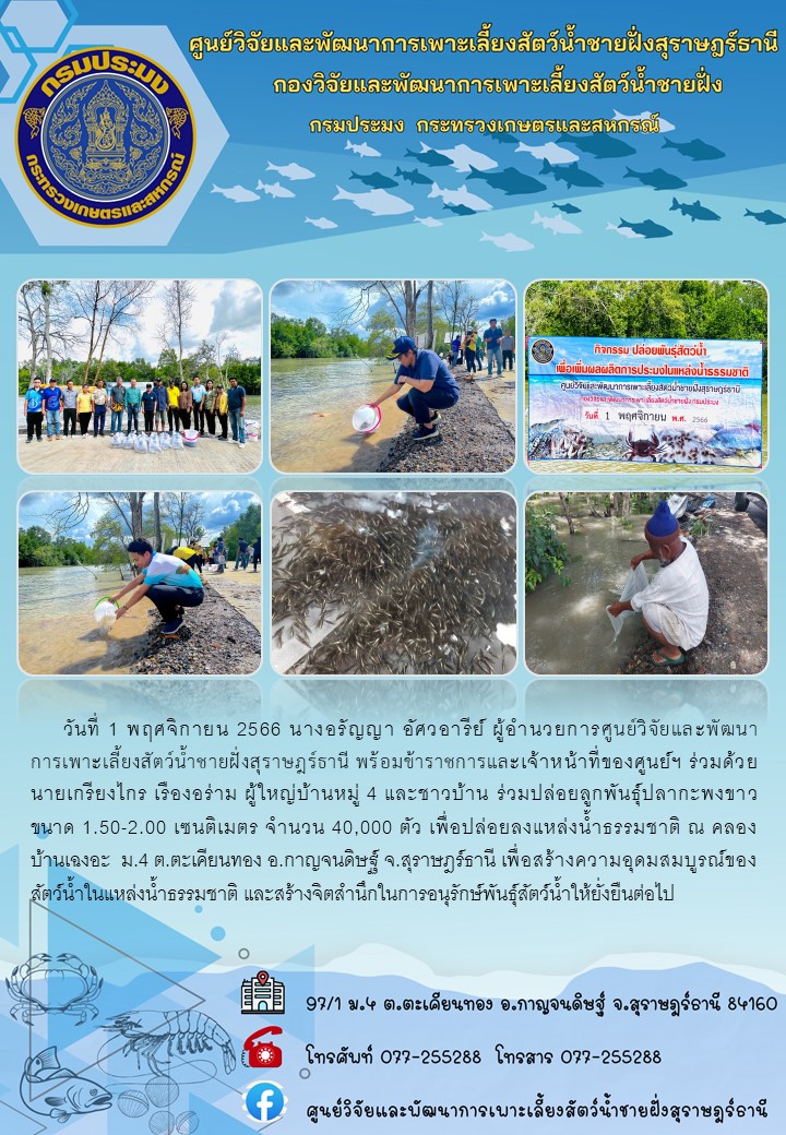 ศูนย์วิจัยและพัฒนาการเพาะเลี้ยงสัตว์น้ำชายฝั่งสุราษฎร์ธานี จัดกิจกรรมปล่อยลูกพันธุ์ปลากะพงขาว ขนาด 1.50-2.00 เซนติเมตร จำนวน 40,000 ตัว..คลิก