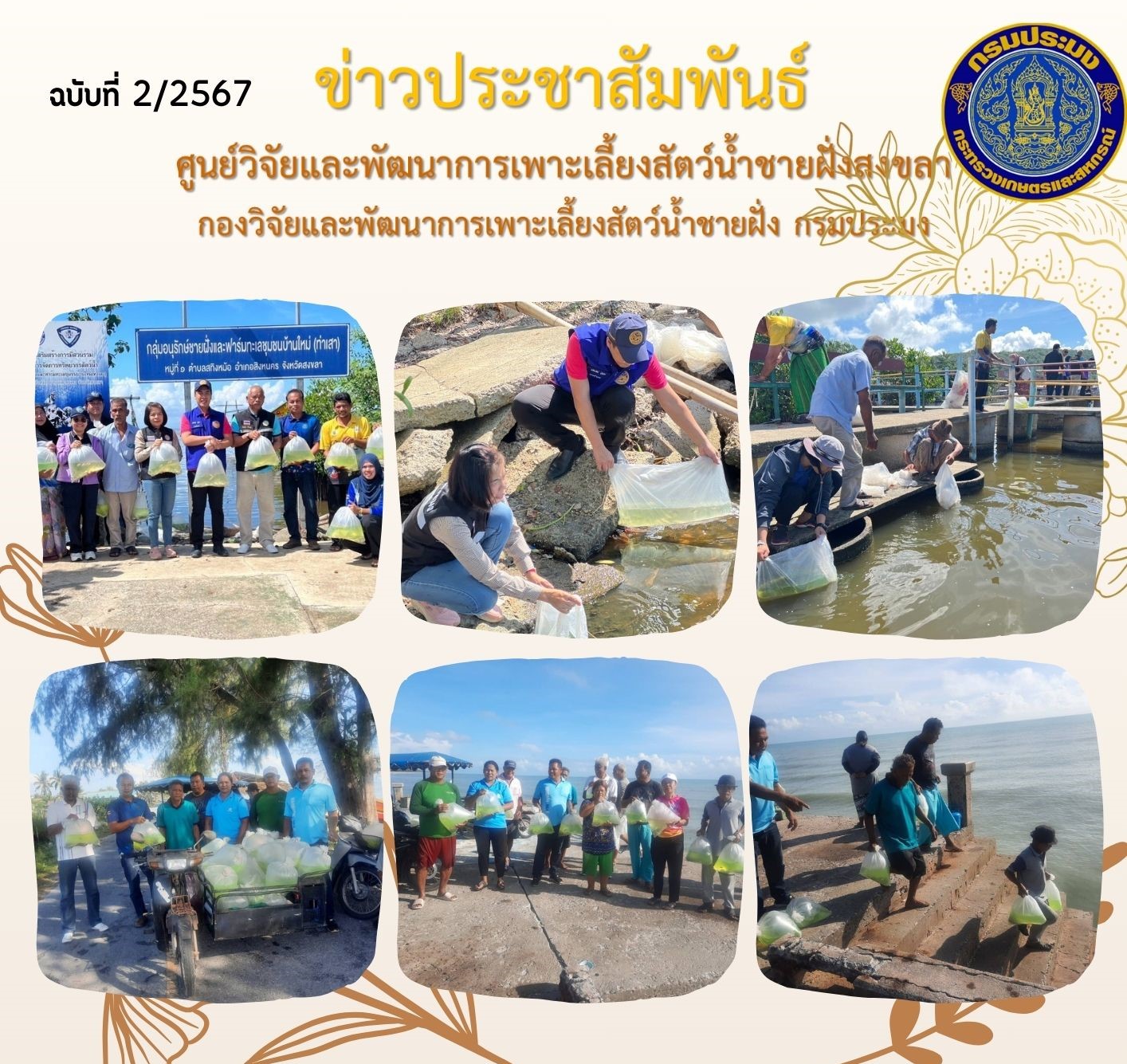 วันที่ 3 พฤศจิกายน 2566 นางสาวปริศนา คลิ้งสุขคล้าย ผู้อำนวยการศูนย์วิจัยและพัฒนาการเพาะเลี้ยง  สัตว์น้ำชายฝั่งสงขลา มอบหมายให้นายชลิต สง่างาม นักวิชาการประมงชำนาญการ ส่งมอบพันธุ์ปลากะพงขาว ขนาด 3 - 4 เซนติเมตร แก่ประมงอำเภอสทิงพระ และประมงอำเภอสิงหนคร..คลิก