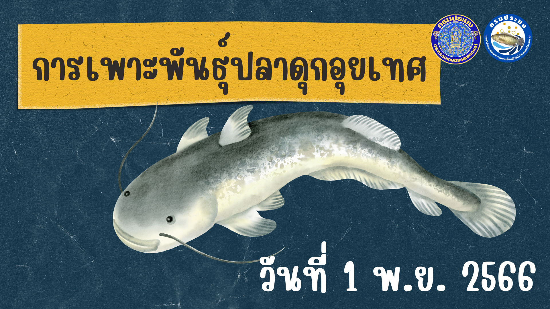 การเพาะผสมเทียมปลาดุกบิ๊กอุย (การฉีดฮอร์โมนผสมเทียมปลาดุกอุย x การฉีดฮอร์โมนผสมเทียมปลาดุกเทศ)..คลิก