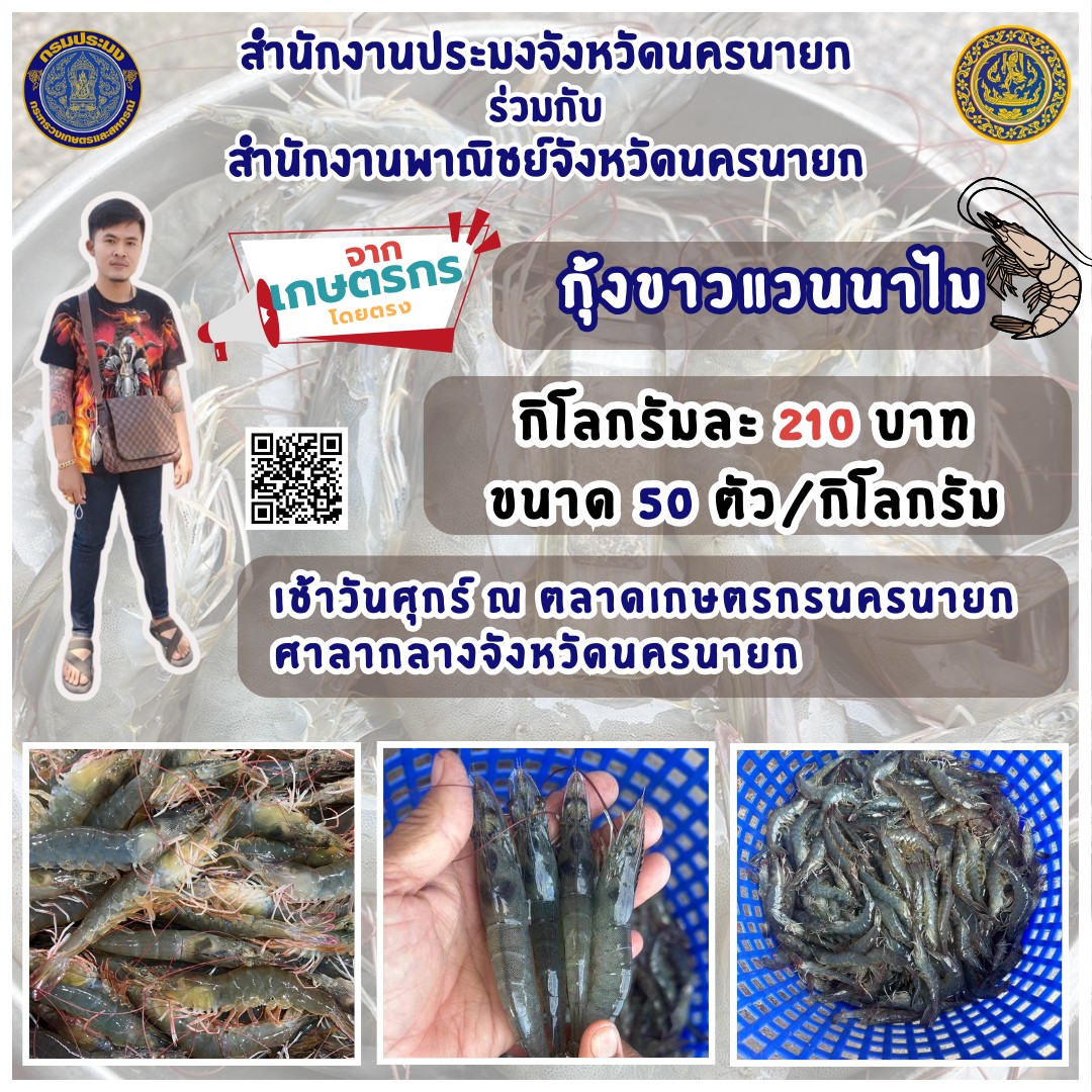 ????กุ้งงง จ้า กุ้งงงง???? กุ้งสดๆ จากเกษตรกรโดยตรง ????  นำมาจำหน่ายแล้วที่ ตลาดเกษตรนครนายก หน้าศาลากลางจังหวัดนครนายก เช้าวันศุกร์ที่ 3 พฤศจิกายน 2566 นี้ ????