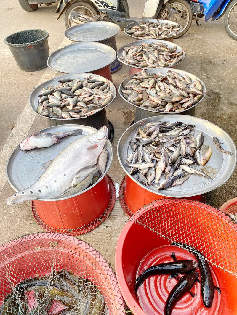 ดำเนินการประเมินสภาวะทรัพยากรสัตว์น้ำ ในพื้นที่ทะเลน้อยจังหวัดพัทลุง..คลิก