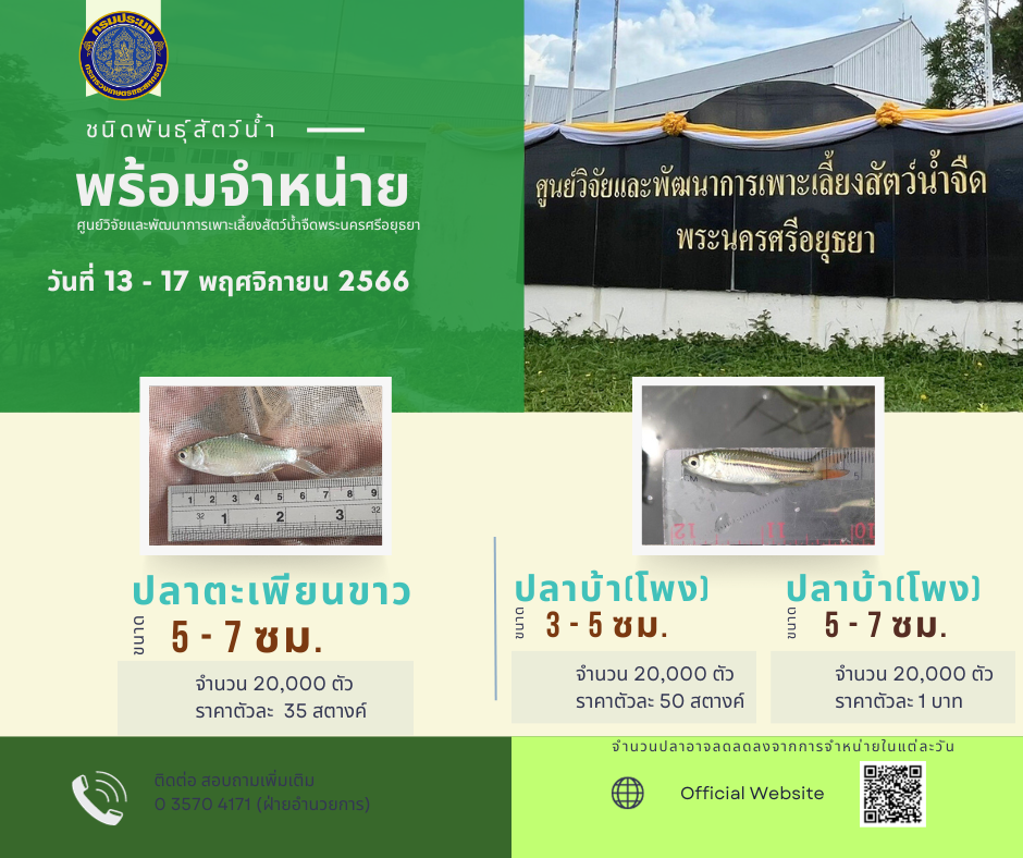 ชนิดพันธ์ุสัตว์น้ำพร้อมจำหน่าย (13-17 พฤศจิกายน 2566) ศพจ.พระนครศรีอยุธยา..คลิก