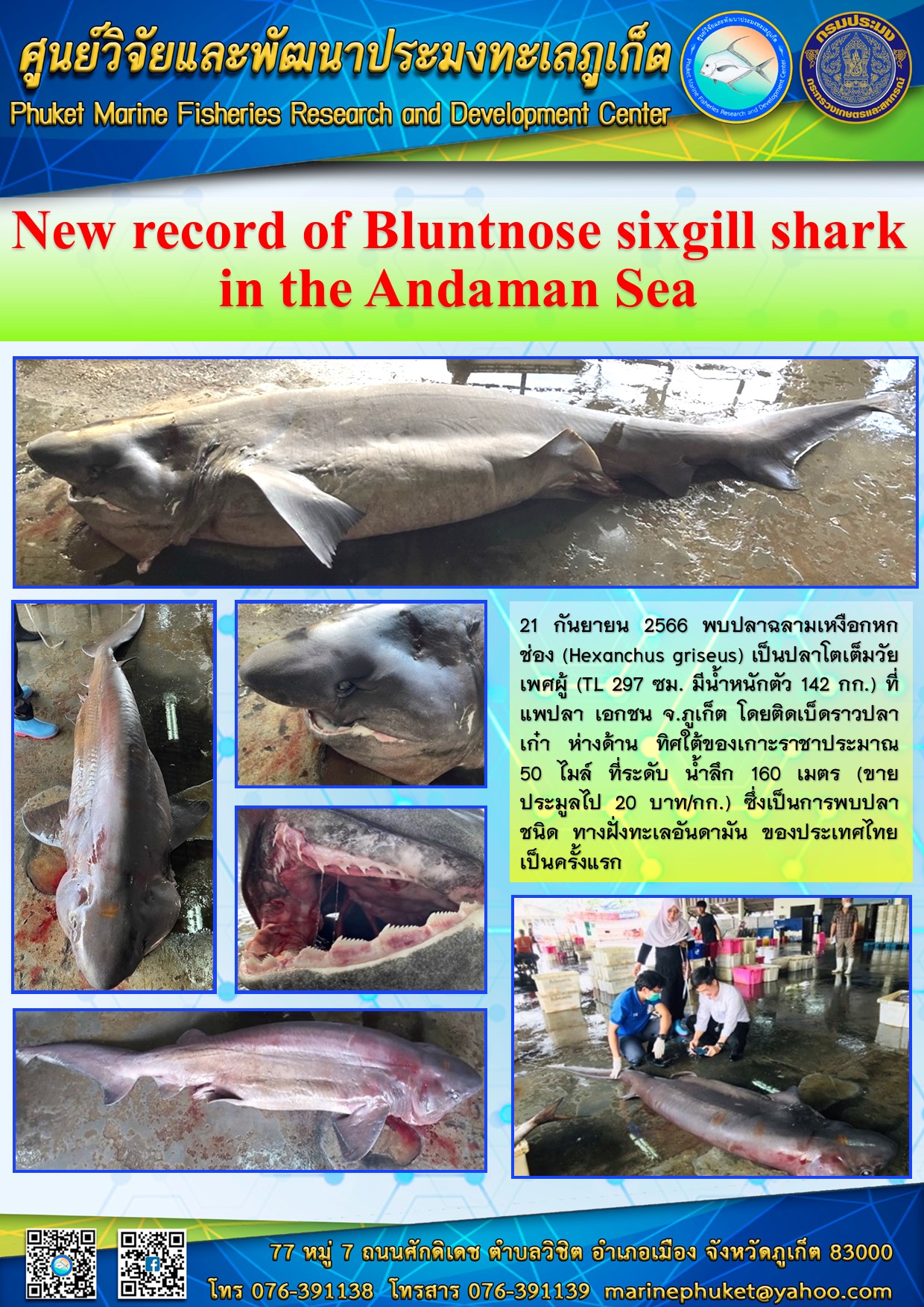 21 กันยายน 2566 พบปลาฉลามเหงือกหกช่อง (Hexanchus griseus) เป็นปลาโตเต็มวัยเพศผู้ (TL 297 ซม. มีน้ำหนักตัว 142 กก.) ที่แพปลา เอกชน จ.ภูเก็ต โดยติดเบ็ดราวปลาเก๋า ห่างด้าน ทิศใต้ของเกาะราชาประมาณ 50 ไมล์ ที่ระดับ น้ำลึก 160 เมตร (ขายประมูลไป 20 บาท/กก.) ซึ่งเป็นการพบปลาชนิด ทางฝั่งทะเลอันดามัน ของประเทศไทยเป็นครั้งแรก..คลิก