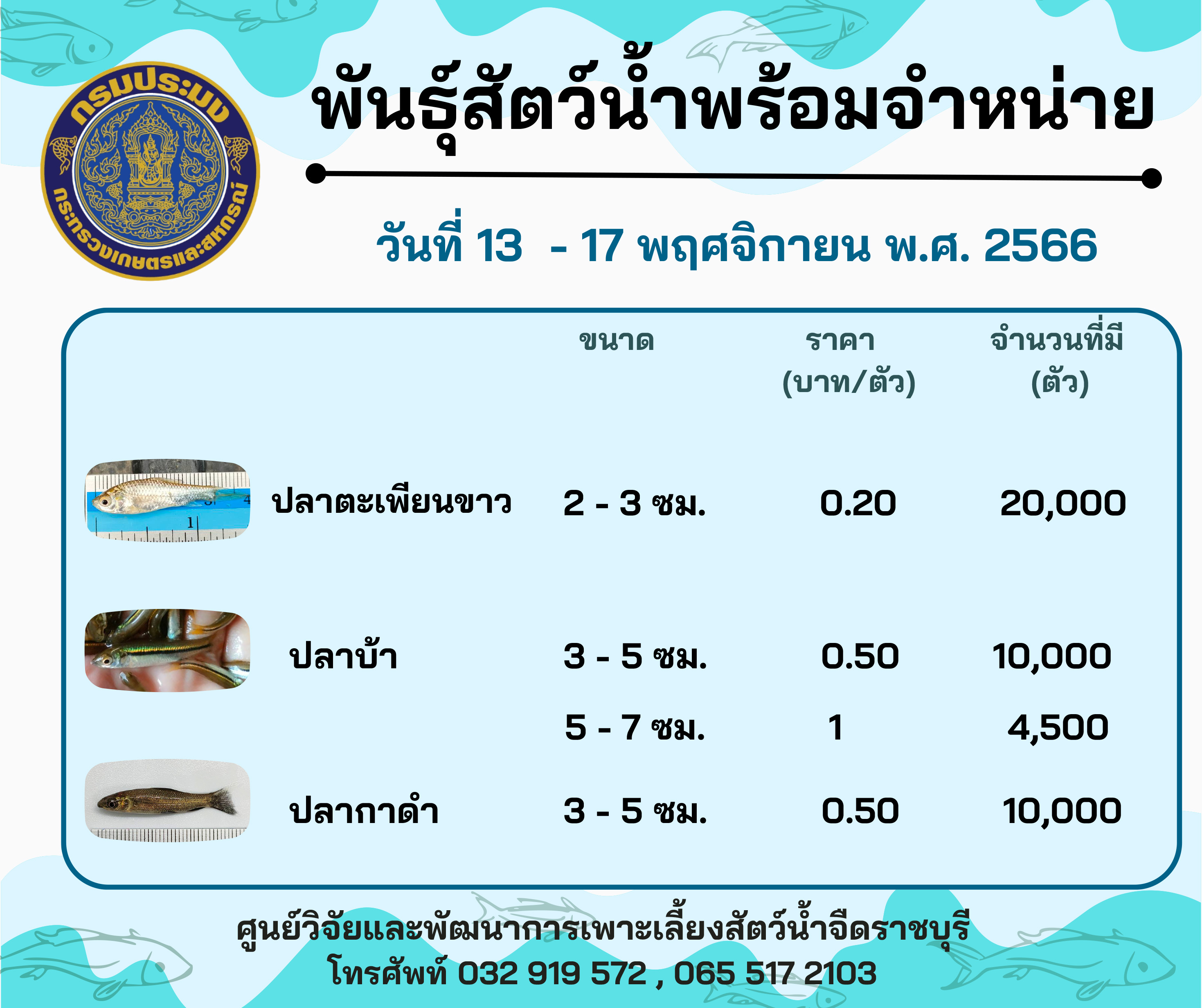 ลูกพันธุ์สัตว์น้ำพร้อมจำหน่าย ประจำวันที่ 13 - 17 พฤศจิกายน พ.ศ. 2566..คลิก