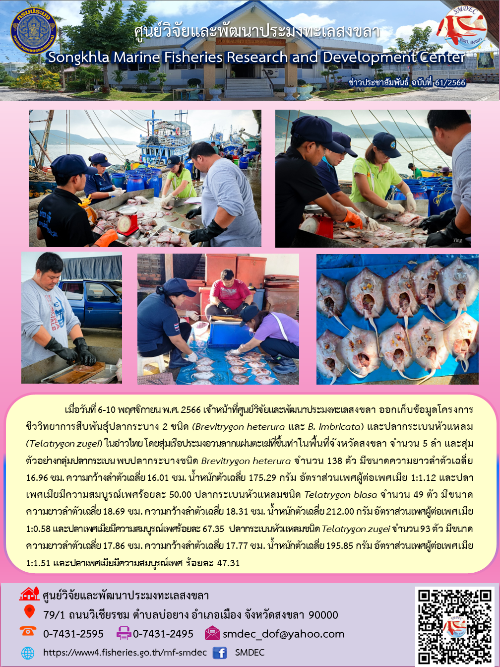 เมื่อวันที่ 6-10 พฤศจิกายน พ.ศ. 2566 เจ้าหน้าที่ศูนย์วิจัยและพัฒนาประมงทะเลสงขลา ออกเก็บข้อมูลโครงการชีววิทยาการสืบพันธุ์ปลาบางกระเบน 2 ชนิด (Brevitrygon heterura และ B. imbricata) และปลากระเบนหัวแหลม (Telatrygon zugei) ในอ่าวไทย โดยสุ่มเรือประมงอวนลากแผ่นตะเฆ่ที่ขึ้นท่าในพื้นที่จังหวัดสงขลา จำนวน 5 ลำ และสุ่มตัวอย่างกลุ่มปลากระเบน พบปลาบางชนิด Brevitrygon heterura จำนวน 138 ตัว มีขนาดความยาวลำตัวเฉลี่ย 16.96 ซม. ความกว้างลำตัวเฉลี่ย 16.01 ซม. น้ำหนักตัวเฉลี่ย 175.29 กรัม อัตราส่วนเพศผู้ต่อเพศเมรย 1:1.12 และปลาเพศเมียมีความสมบูรณ์เพศร้อยละ 50.00 ฯลฯ..คลิก