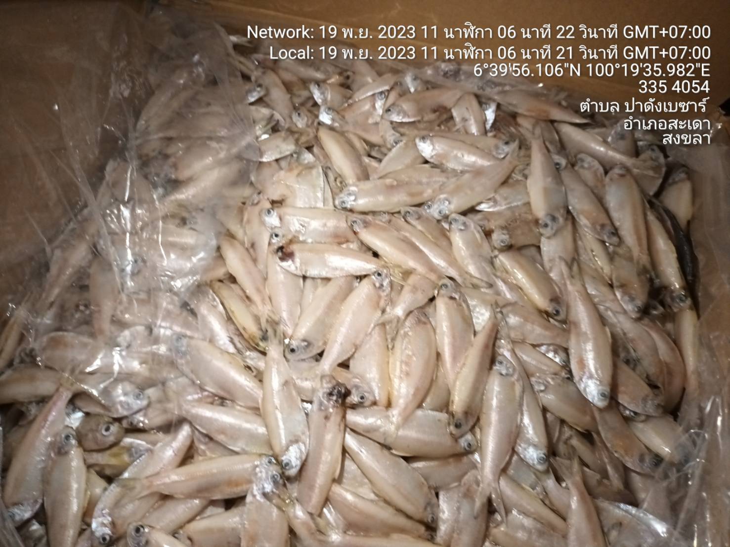 ตรวจเข้มข้นเฝ้าระวังการลักลอบนำเข้าสินค้าสัตว์น้ำและสินค้าเกษตรผิดกฏหมาย..คลิก