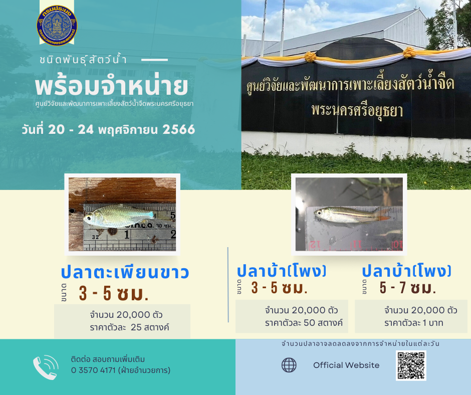 ชนิดพันธ์ุสัตว์น้ำพร้อมจำหน่าย (20-24 พฤศจิกายน 2566) ศพจ.พระนครศรีอยุธยา..คลิก