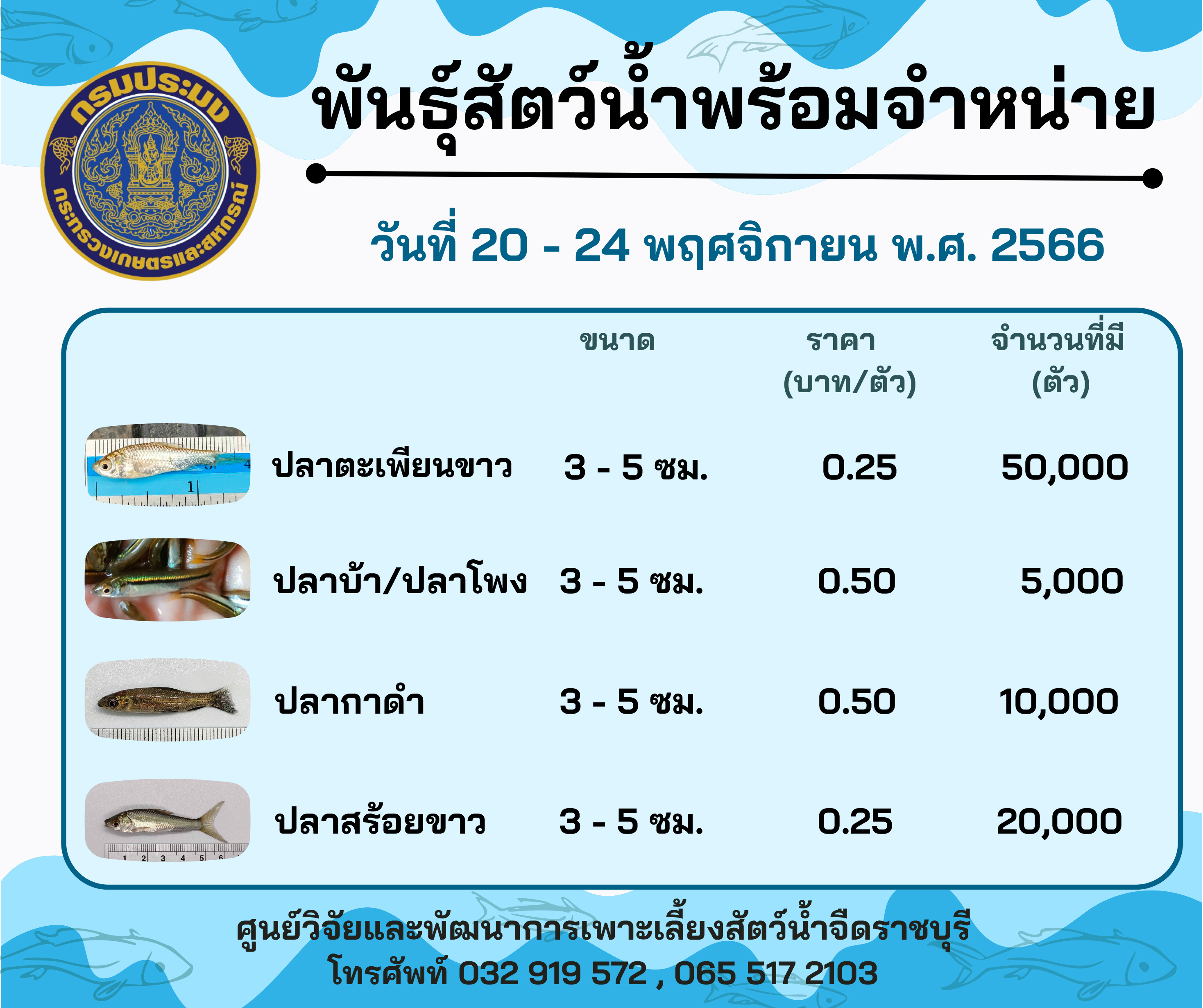 ลูกพันธุ์สัตว์น้ำพร้อมจำหน่าย ประจำวันที่ 20 - 24 พฤศจิกายน พ.ศ. 2566..คลิก