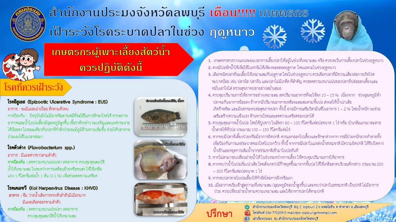 สำนักงานประมงจังหวัดลพบุรี เตือน!!!!! เกษตรกร เฝ้าระวังโรคระบาดปลาในช่วง ฤดูหนาว..คลิก