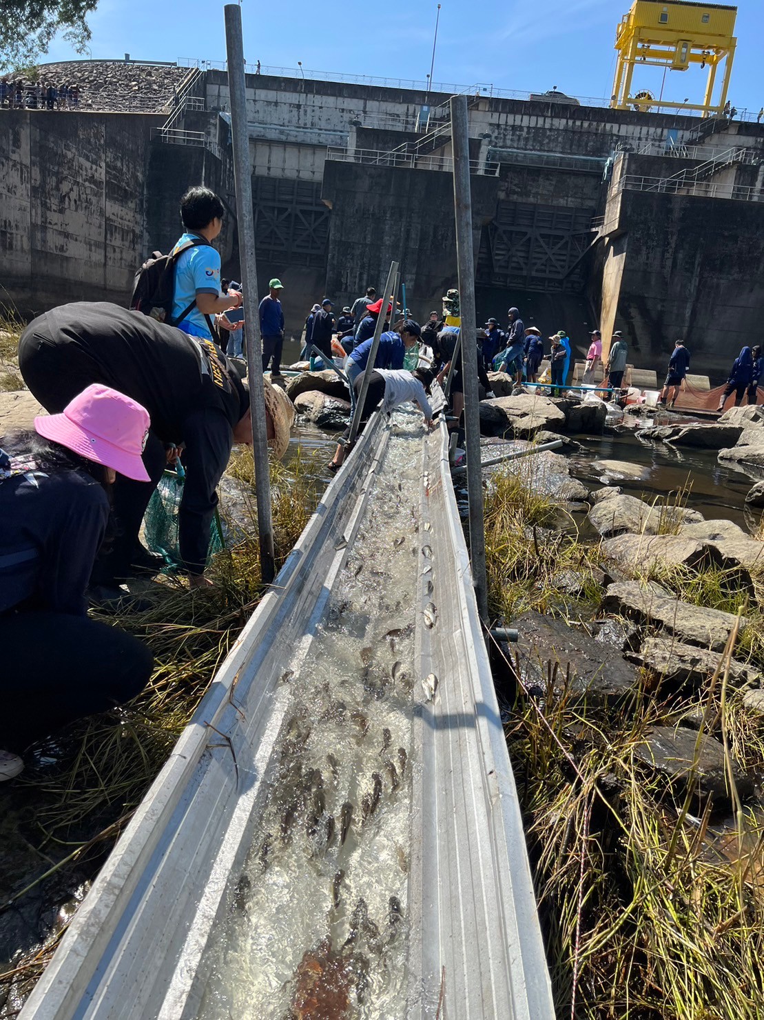 “โครงการเครือข่ายประมงร่วมอาสาพาปลากลับถิ่น ณ เขื่อนอุบลรัตน์” จังหวัดขอนแก่น เพื่อลำเลียงสัตว์น้ำกลับคืนสู่แม่น้ำพอง..คลิก