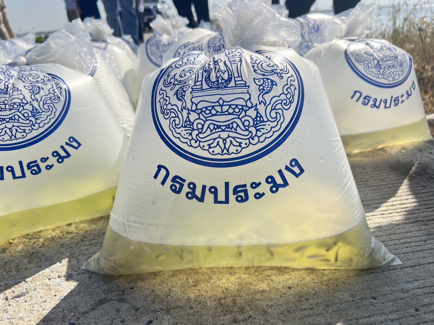 ปล่อยพันธุ์ปลาพื้นเมือง ณ ทุ่งโพธิ์พระยา และทุ่งผักไห่..คลิก