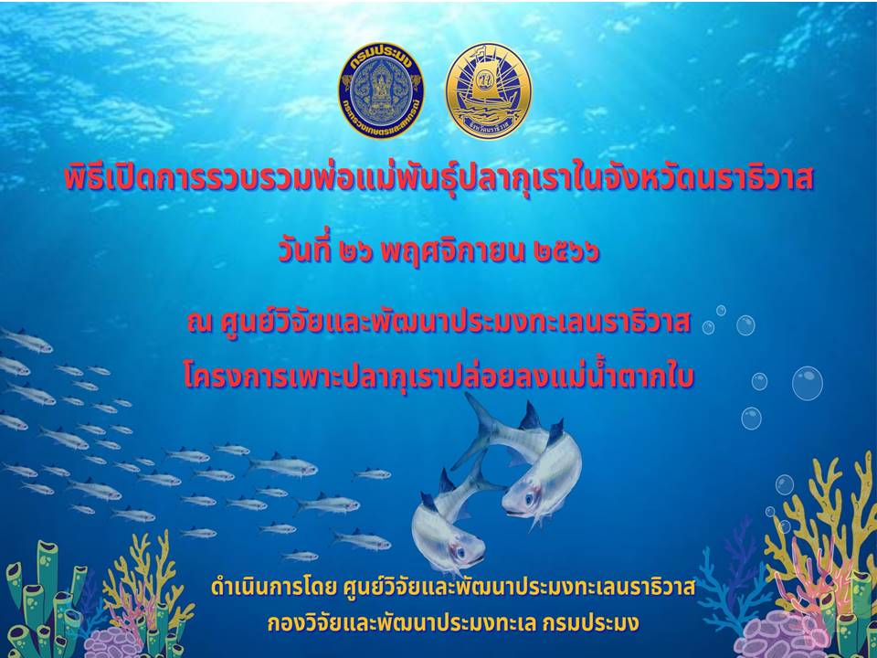 เชิญร่วมงานพิธีเปิดการรวบรวมพ่อแม่พันธุ์ปลากุเราประจำปี 2567..คลิก