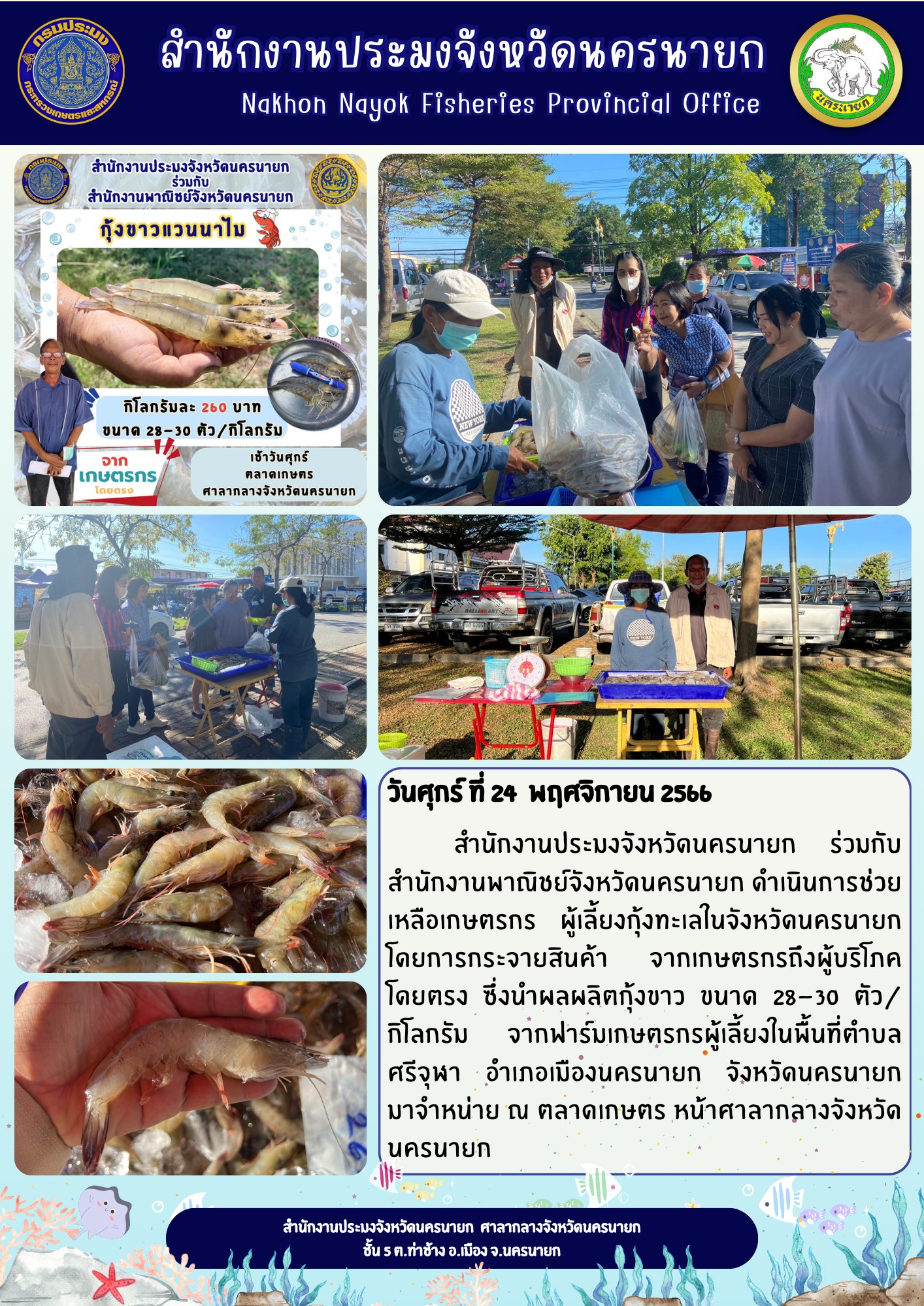 กุ้งขาวสดๆ จากบ่อเกษตรกรโดยตรง  นำมาจำหน่ายแล้วที่  ตลาดเกษตร หน้าศาลากลางจังหวัดนครนายก